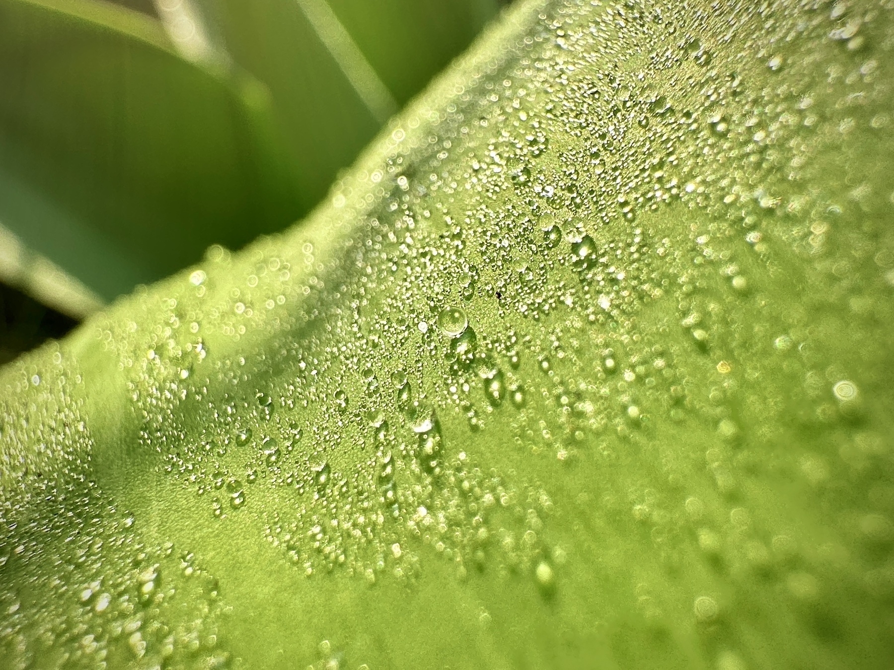 A closeup of the spiked leaf of an agave, dew drops glistening in the morning light.