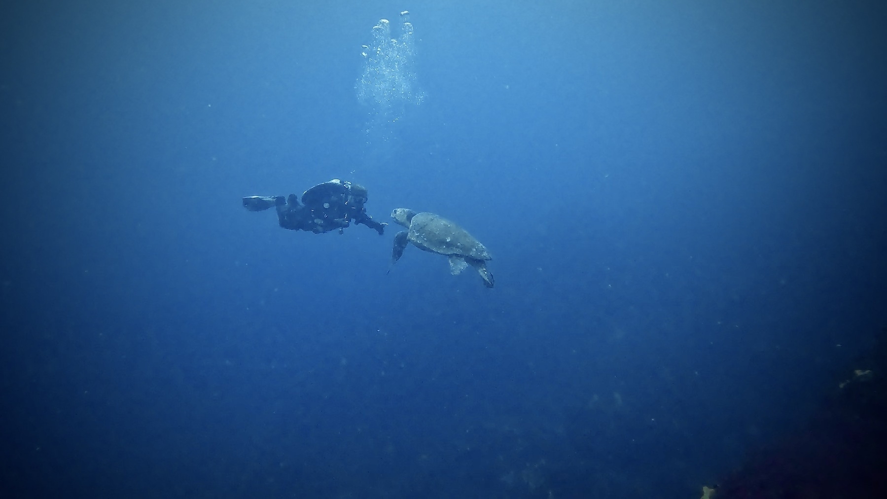 Side shot of a turtle gazing up at a diver in trim, bubbles escaping toward the surface.
