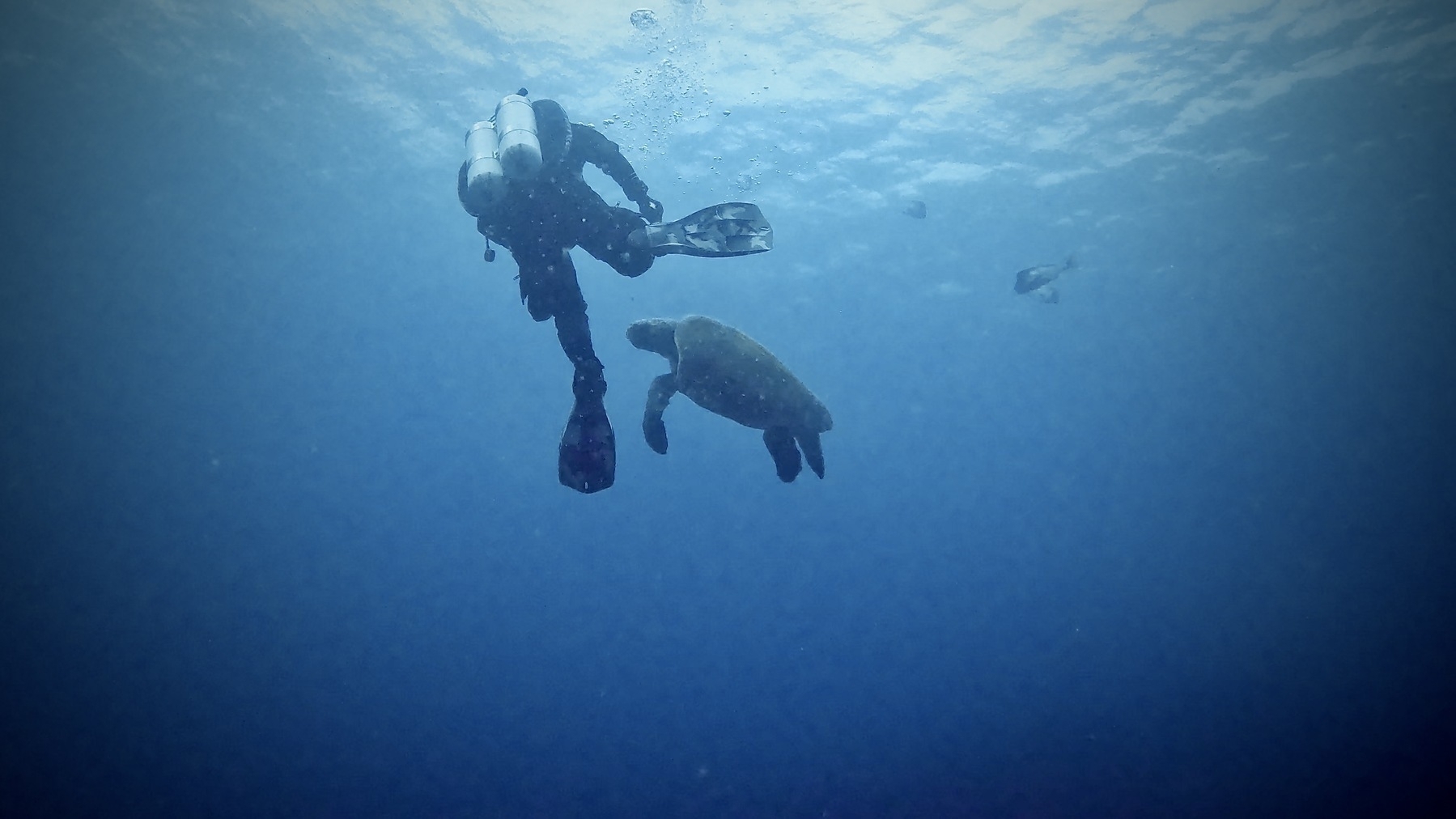 The large turtle continues to harras a nimble diver.