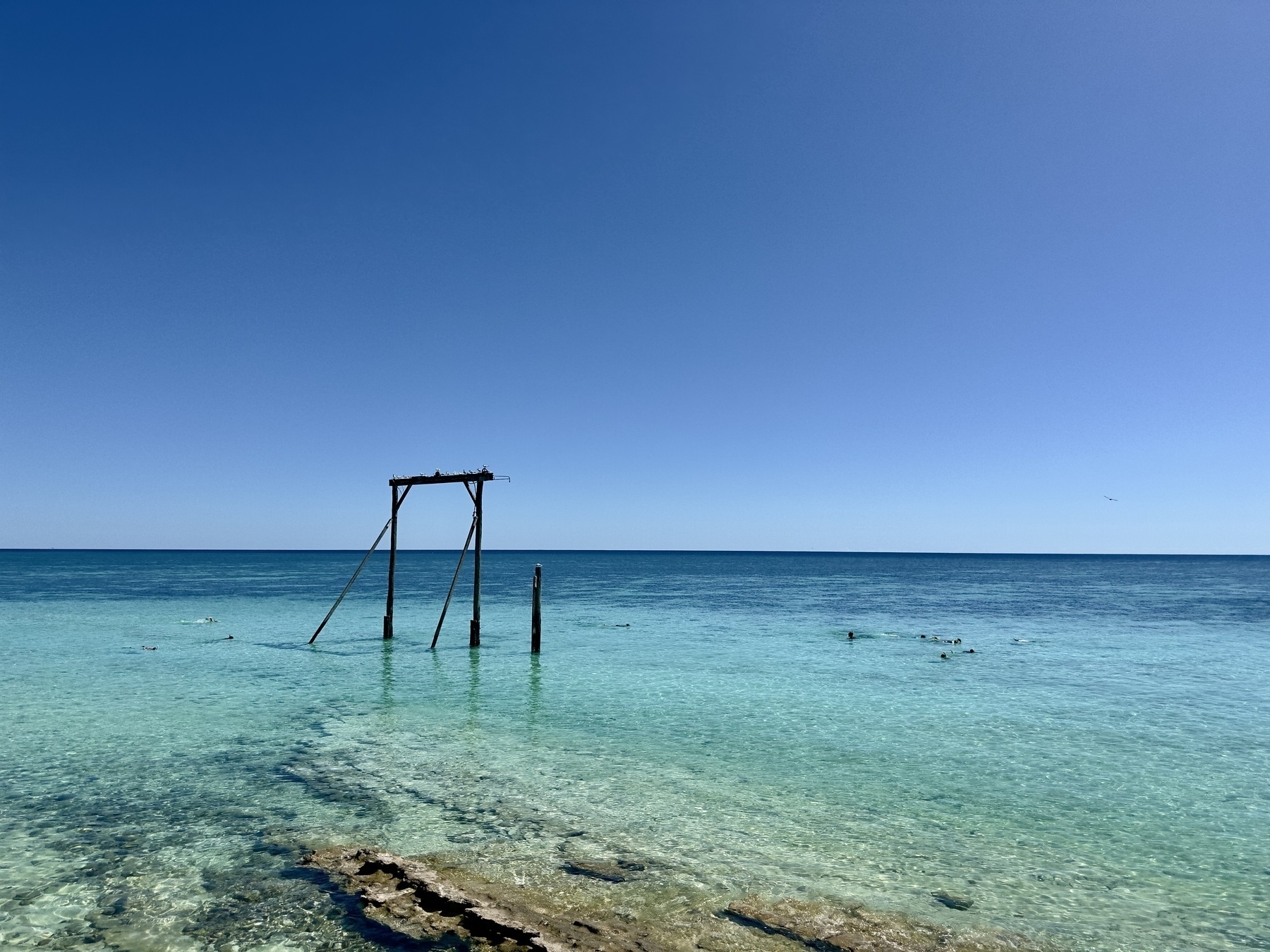 Looking out across the blue and green water of Heron Island, toward the horizon and clear blue sky, snorkelers swimming around a disused wooden frame.