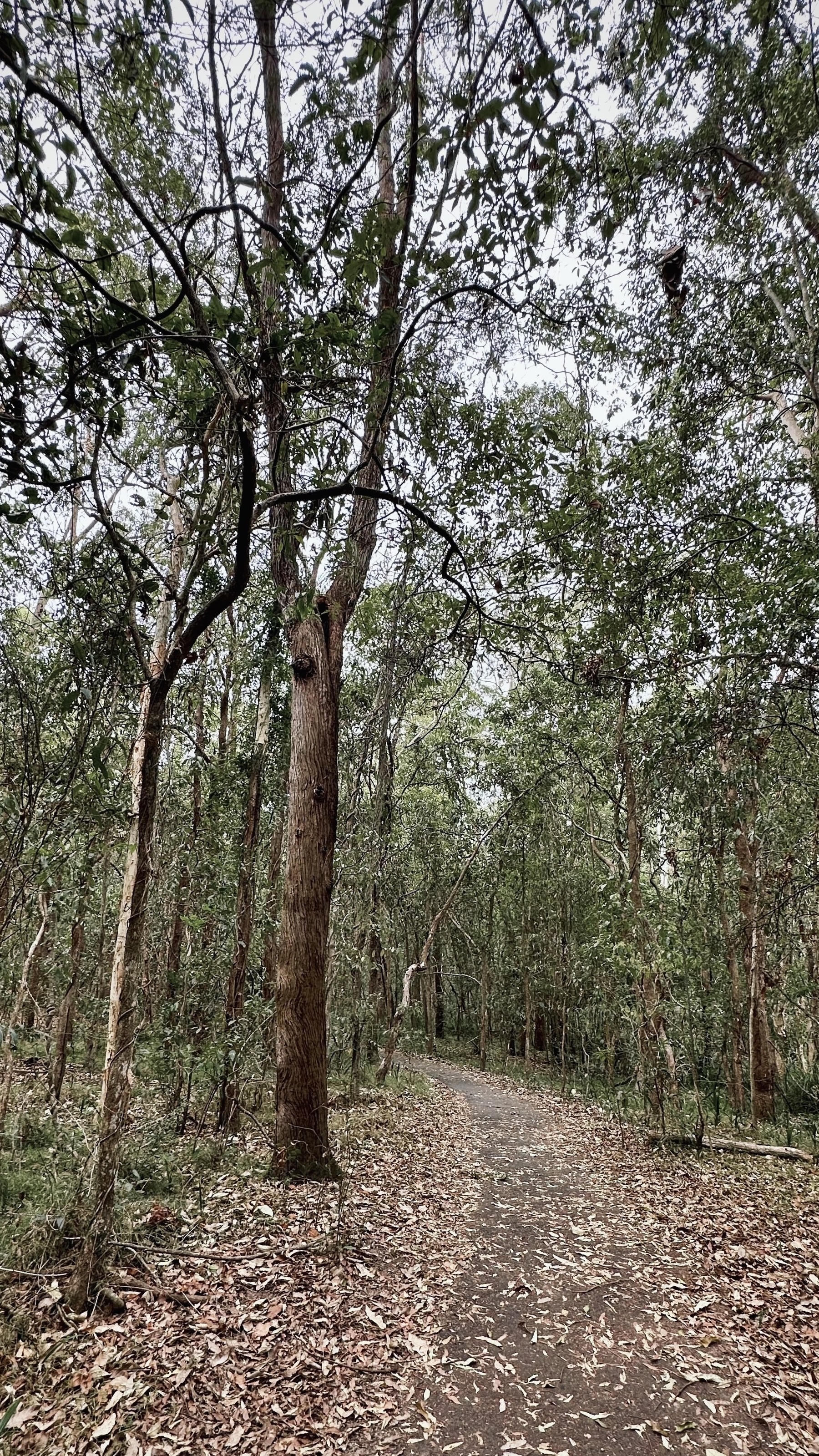 A leaf covered path leading into the distance through Australian bushland.