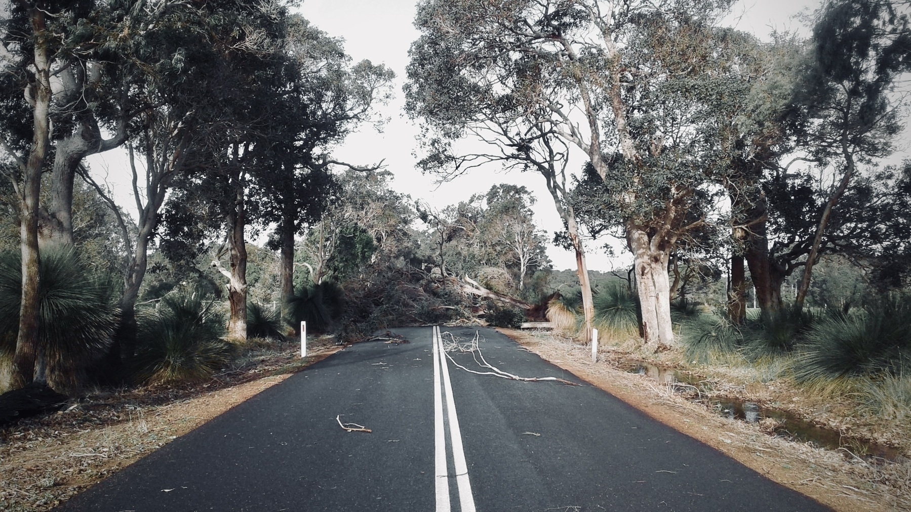 A eucalypt tree lies broken across an outback road, the black bitumen and double white lines disappearing into the branches strewn about. Dirt, native grass trees, and dry eucalypts line the road.