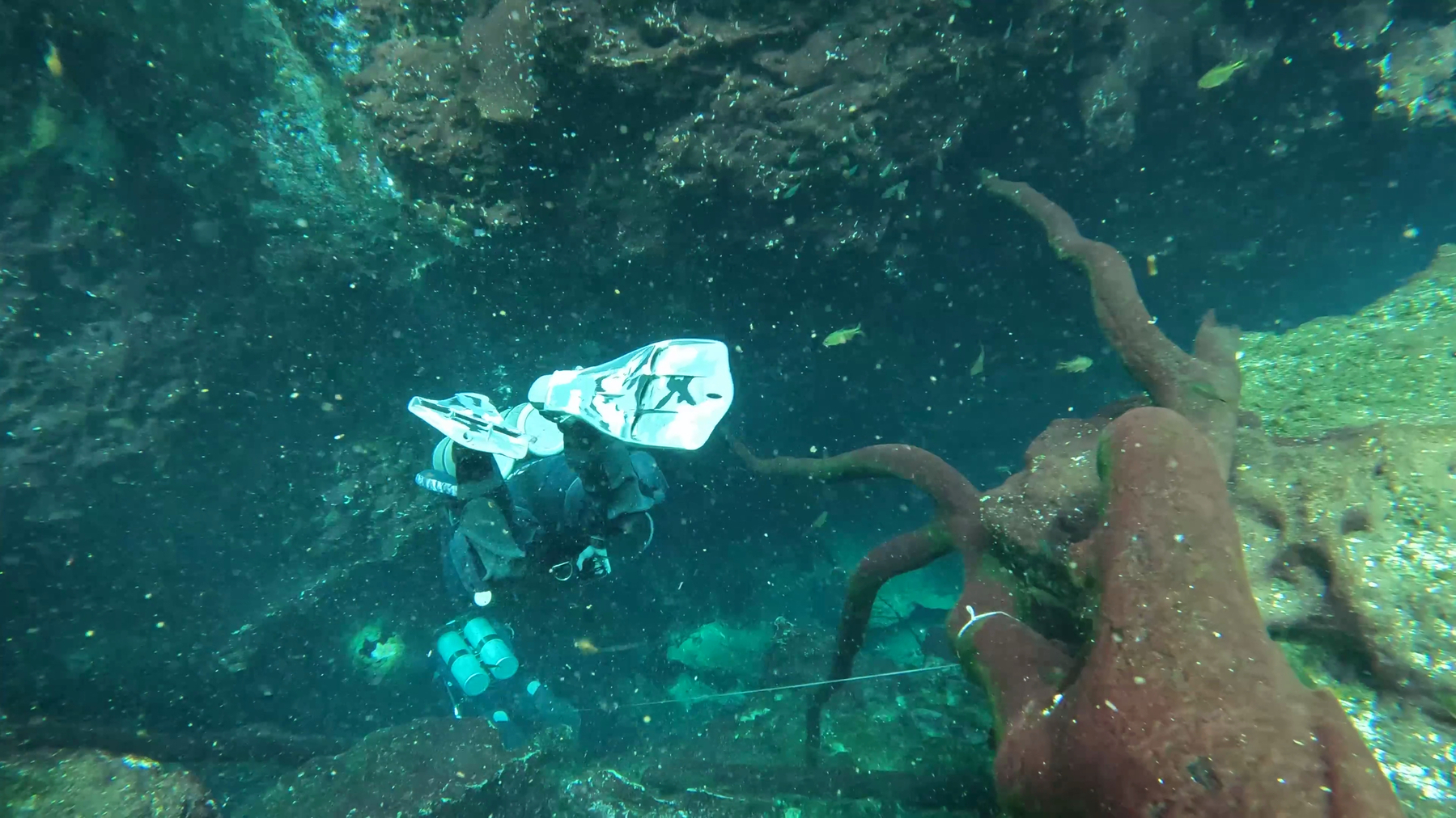Two divers descend into the an underwater cave system, their gruideline tied to a nearby fallen tree branch, the crystal clear water casting a green blue hue on the scene.
