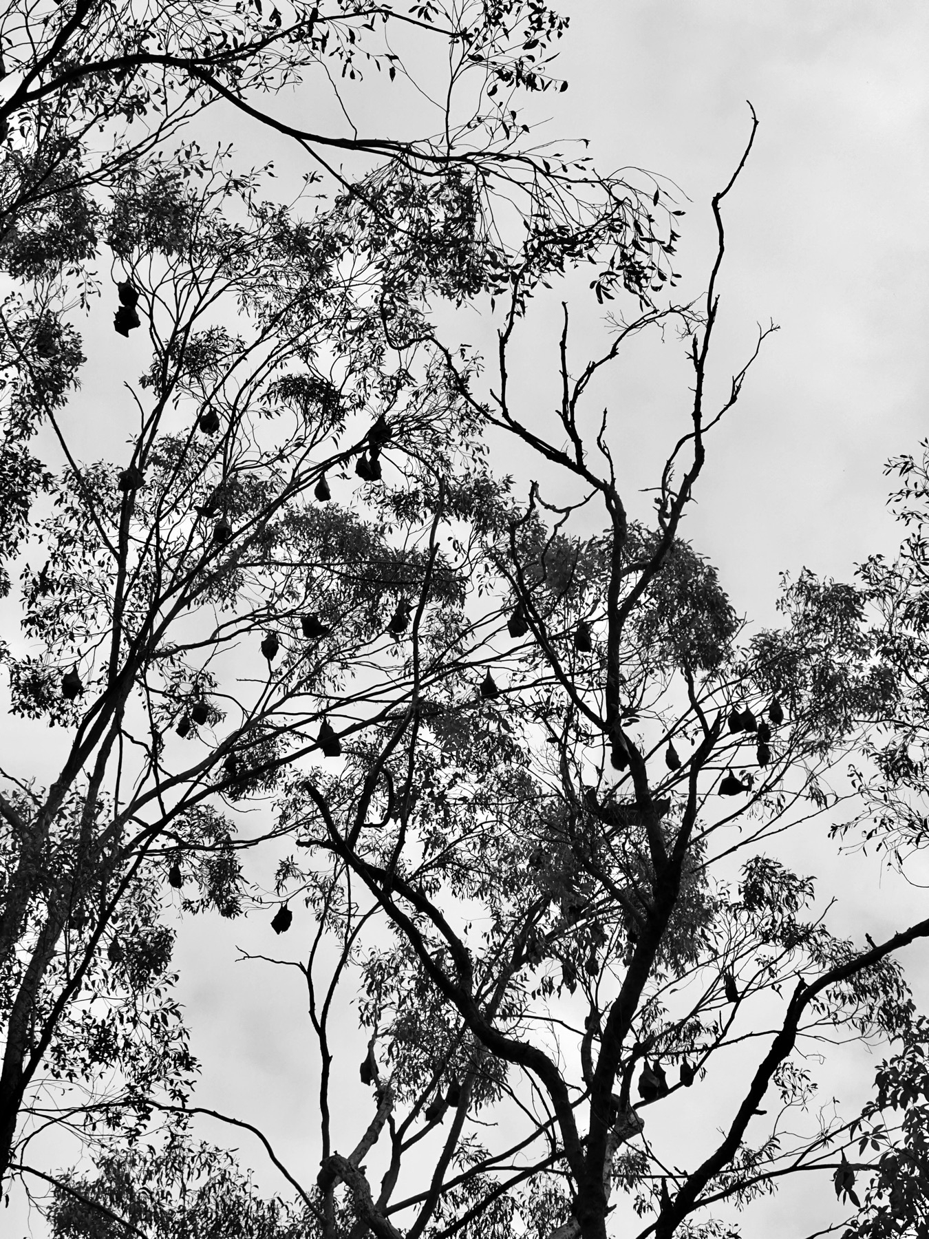Gumtrees against a cloudy sky, the bright daylight casting the scene as if it were black and white. Dotted throughout the trees a colony of flying foxes.