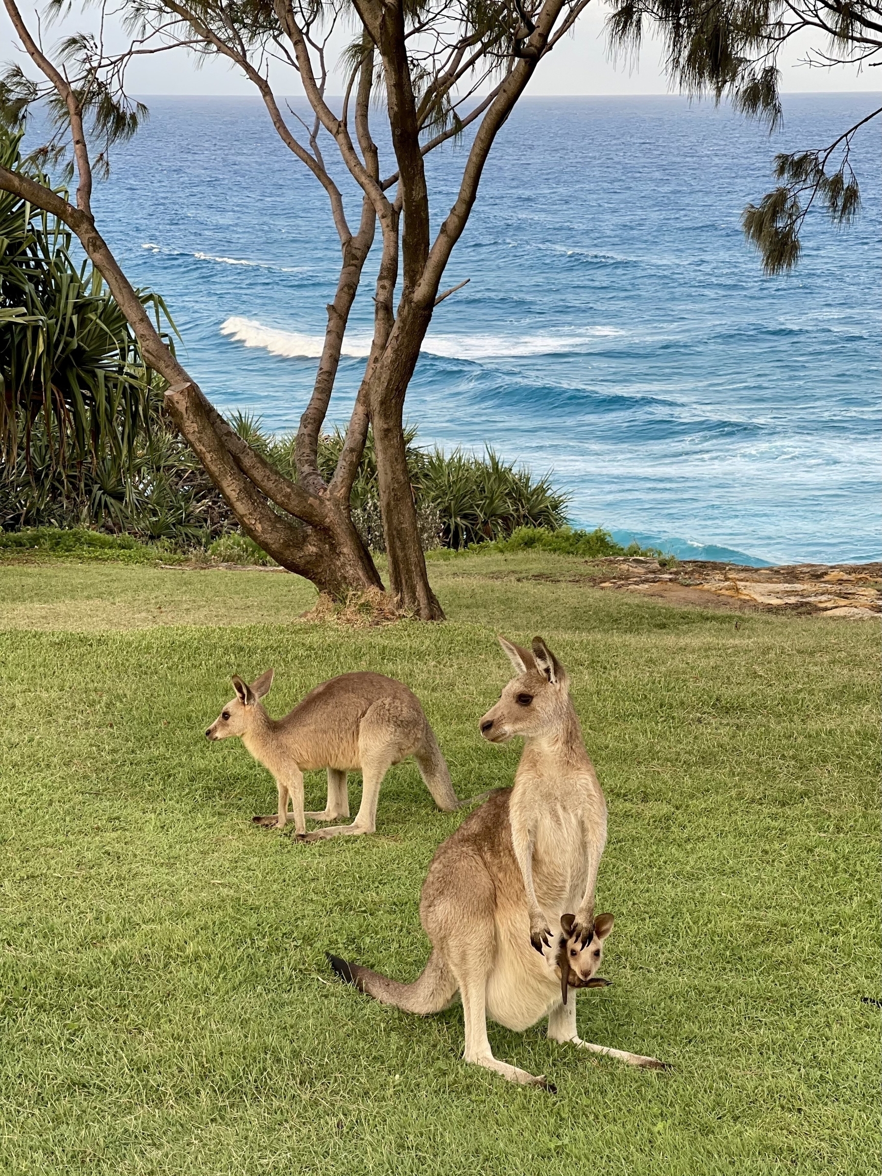 Eastern Grey Kangaroos relaxing on a grassy bluff overlooking the ocean. A joey rests in its mother's pouch while she surveys the scene. Behind them another grazes on the rich grass.