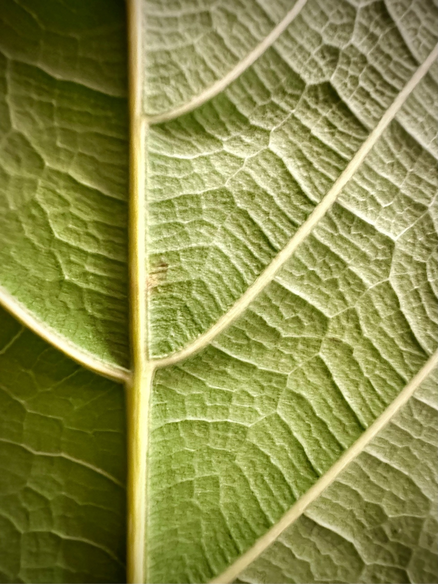 A closeup of the arteries, veins, and capillaries of a fiddle leaf fig.