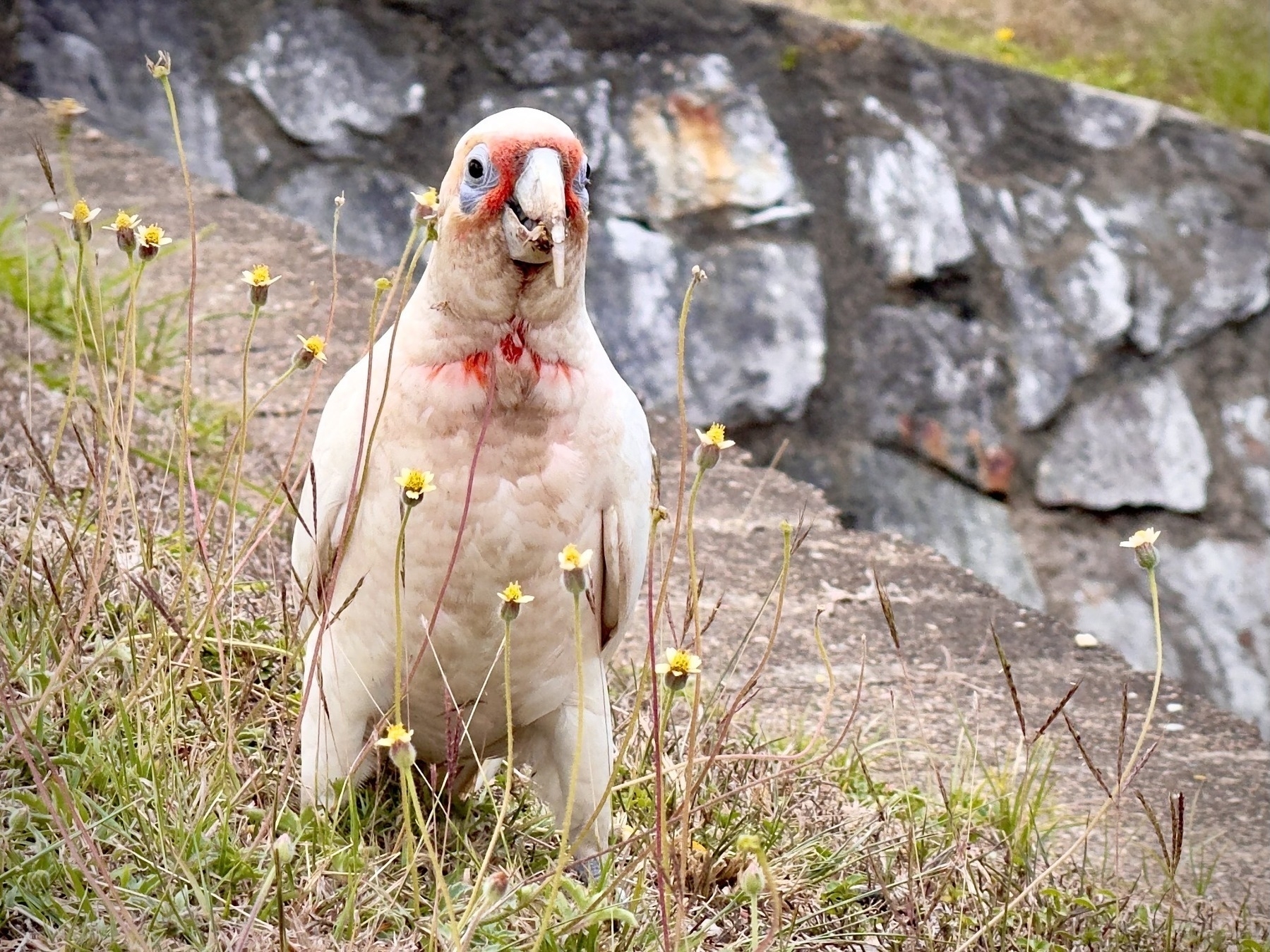 A corella snacking on grass seeds and flowers above a rock wall.