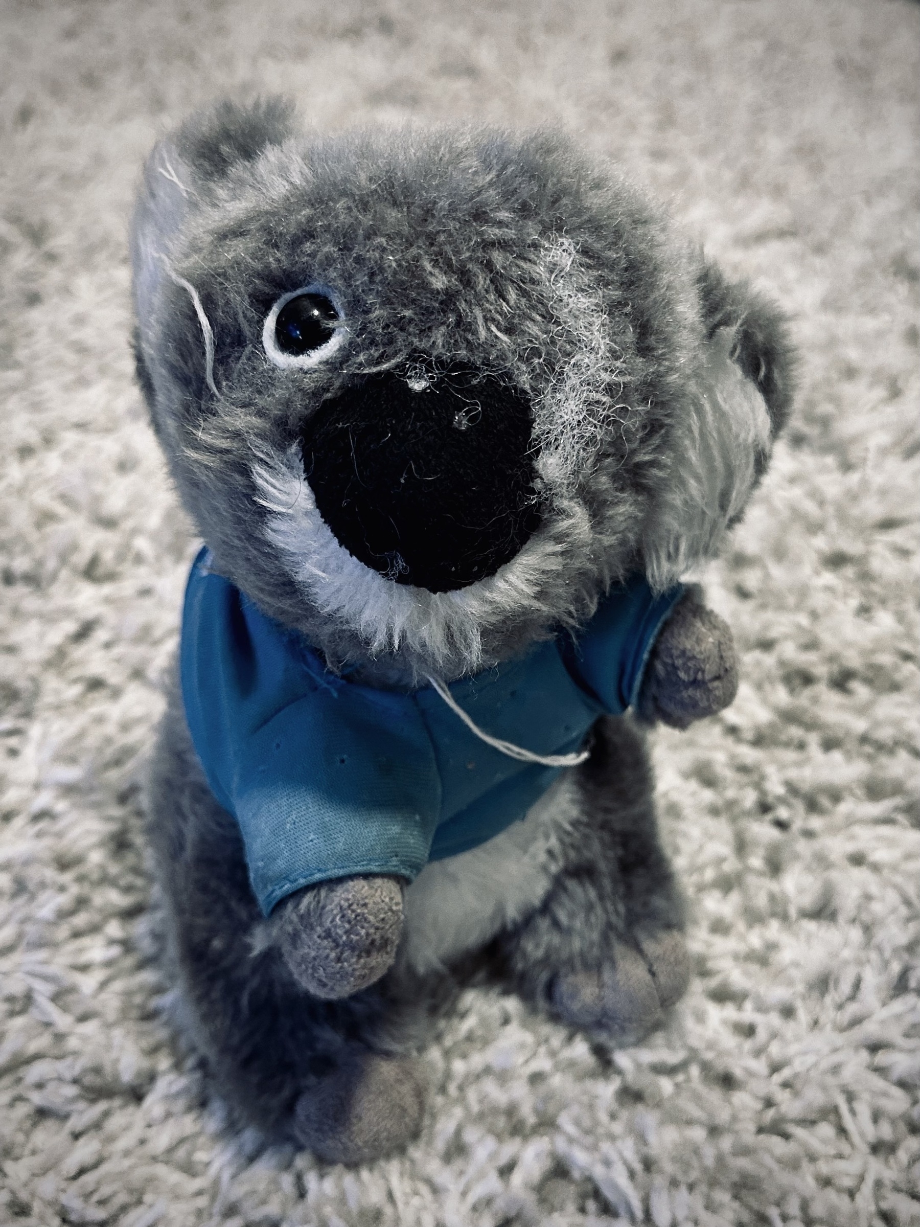 A close up of a plush koala wearing a blue t-shirt, full of holes, stuffing leaking out, an eye missing. Bruised and battered.