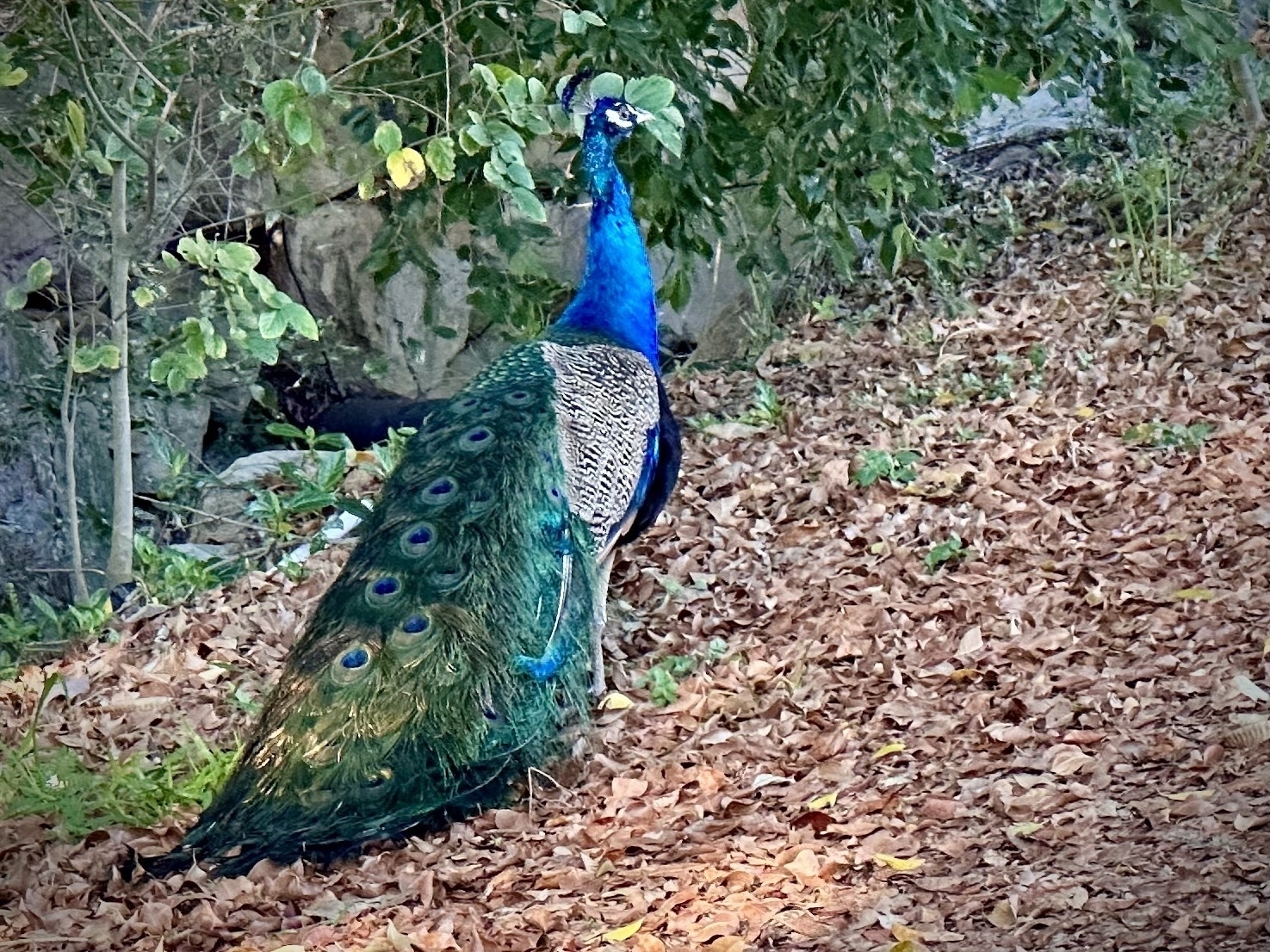 A peacock wandering a leaf covered path.