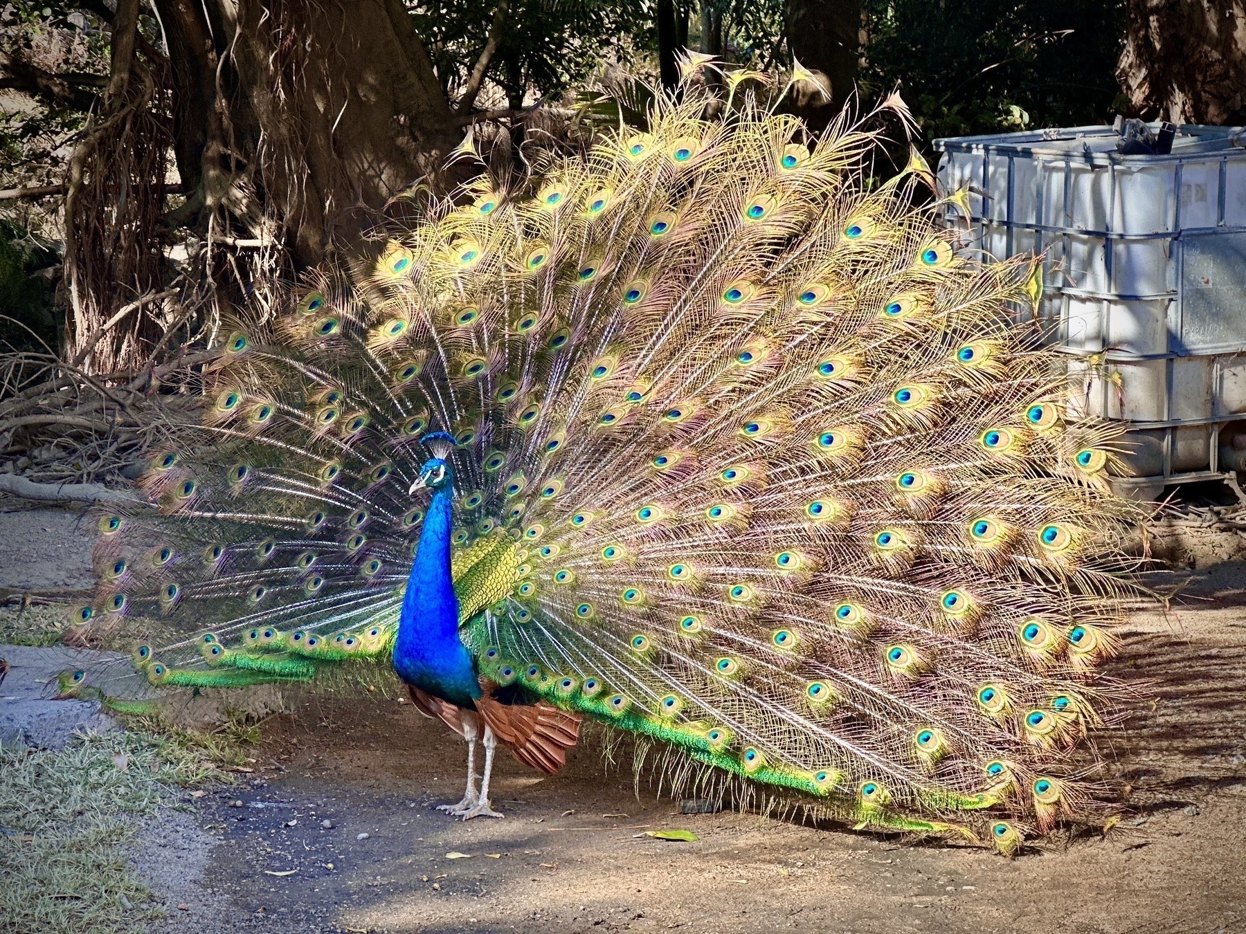 A peacock with his handsome fan tail on full display.