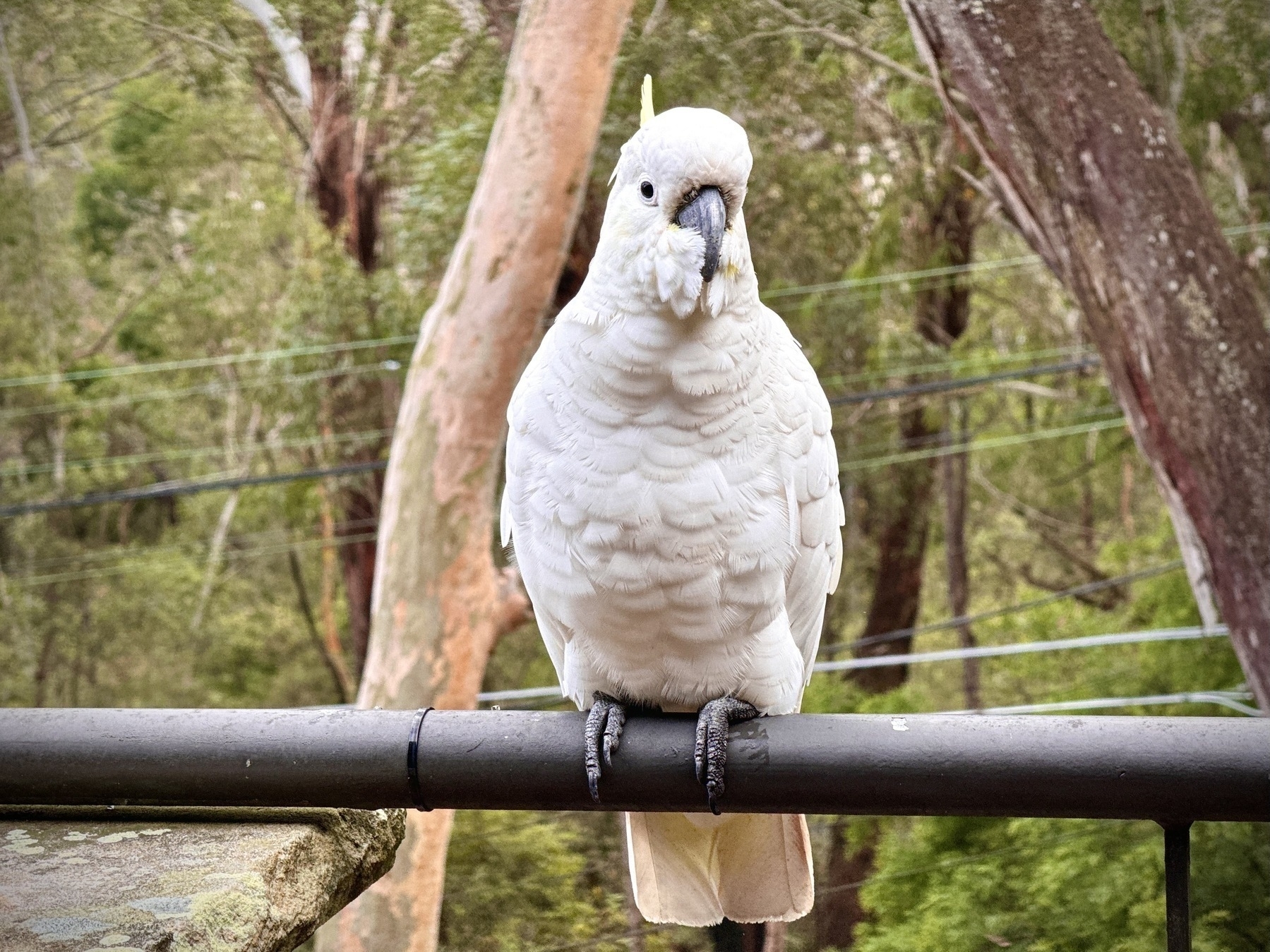 A sulphur crested cockatoo sitting on the railing of a second story verandah, eucalypt forest and power lines in the background, saying g'day.
