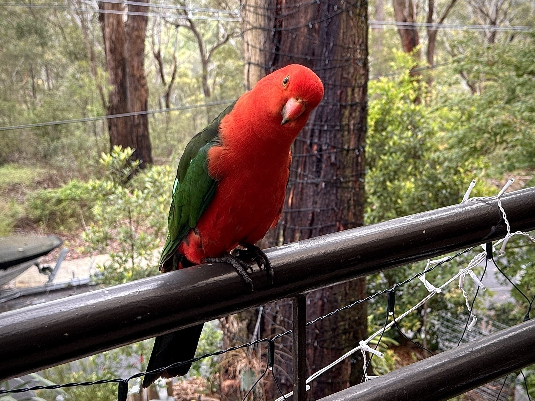 A perplexed red and green parrot sitting on the railing of a second story verandah, eucalypt forrest in the background.