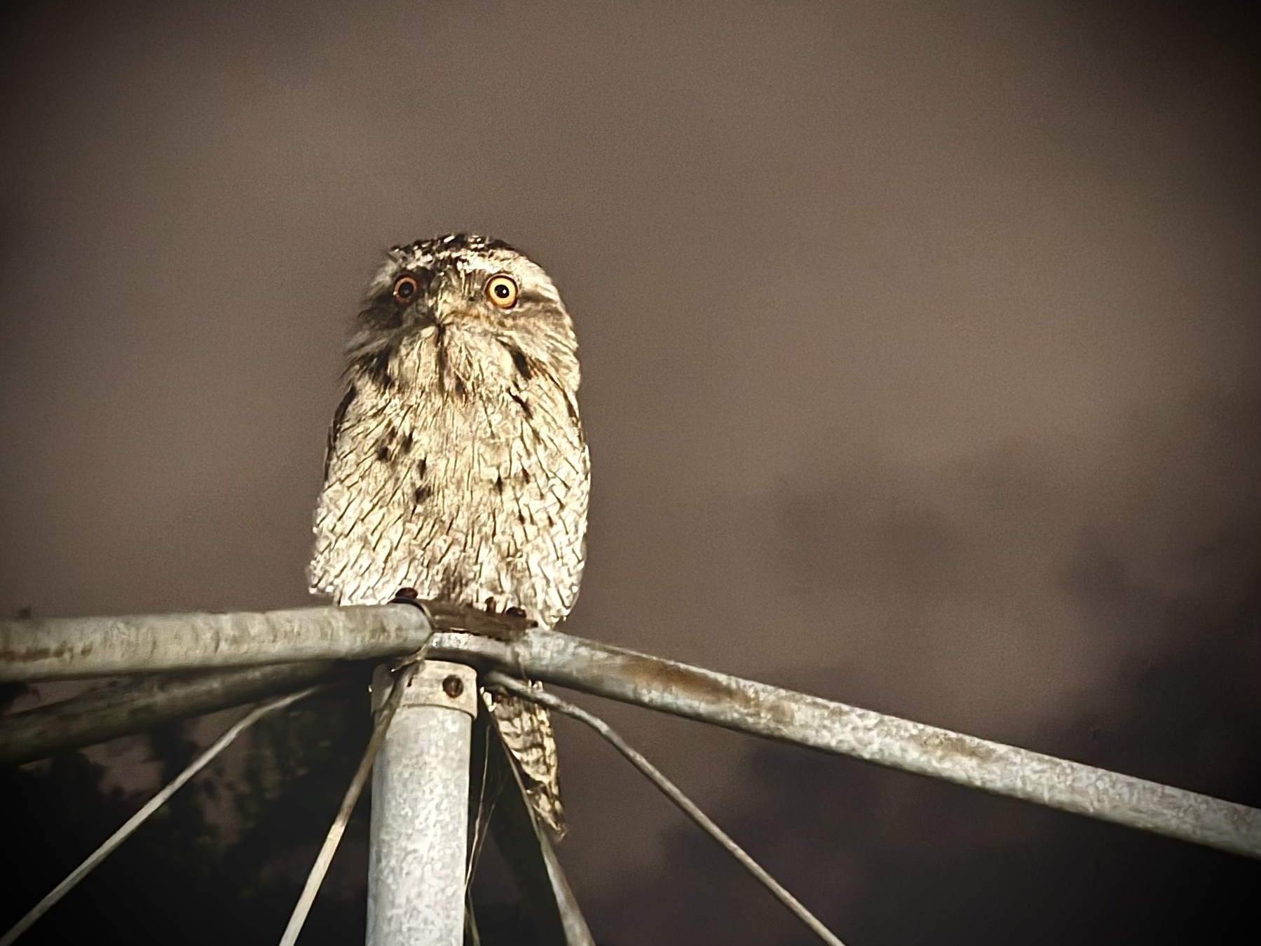 A close up of a Tawny Frogmouth sitting on the apex of a Hills Hoist. Rain clouds fill the night sky.