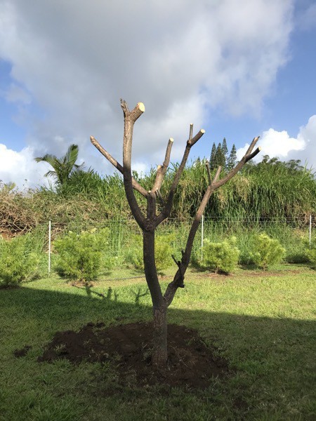 Plumeria Tree