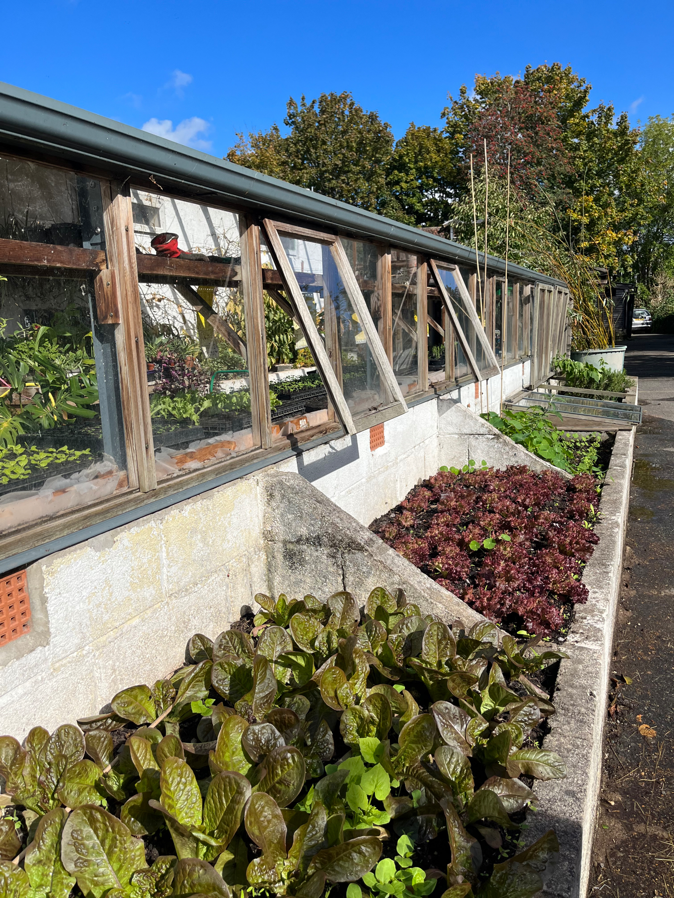 Lettuces at Windmill Hill City Farm