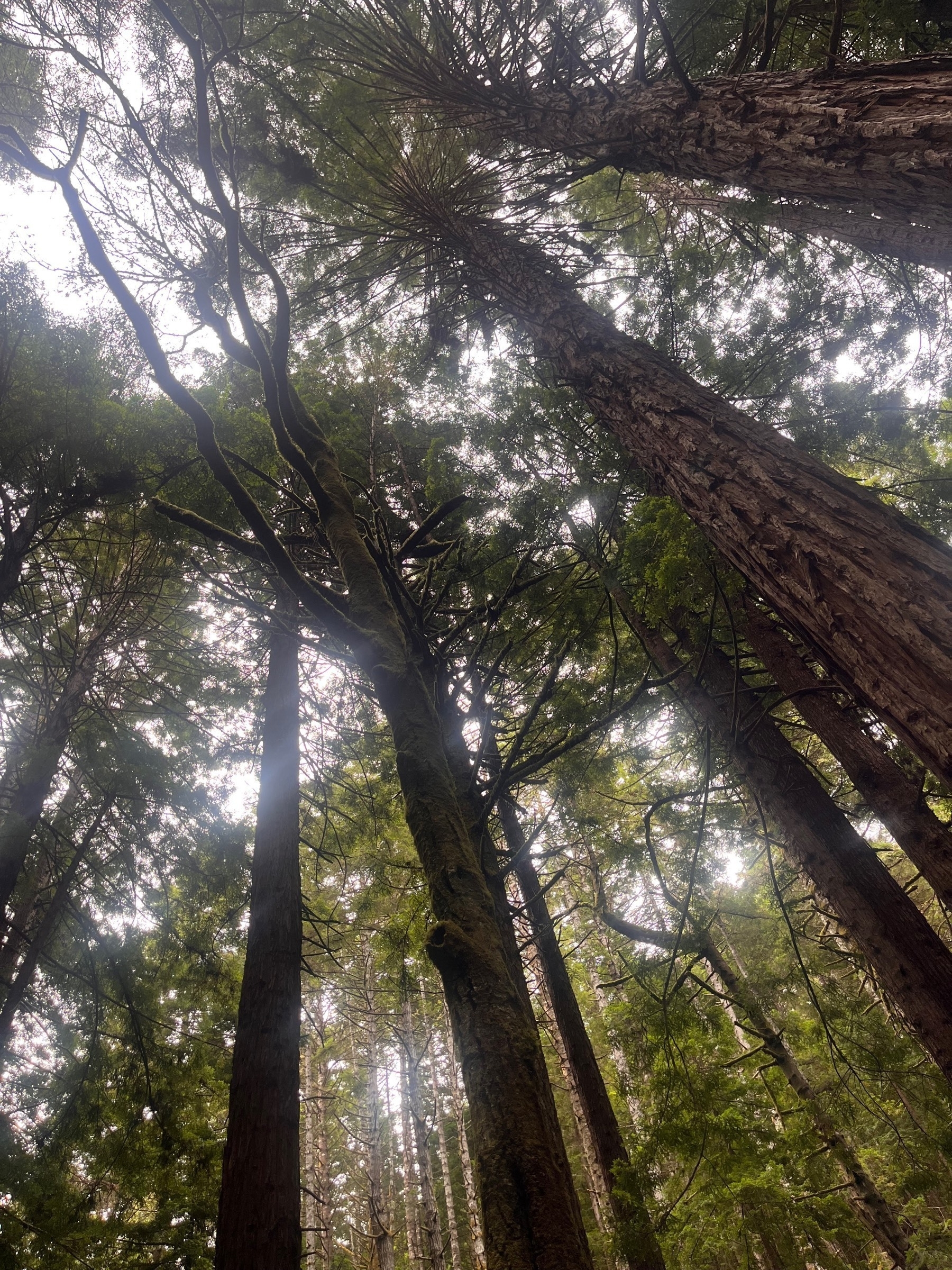 Looking up to the sky in a forest of Red Woods in Northern California