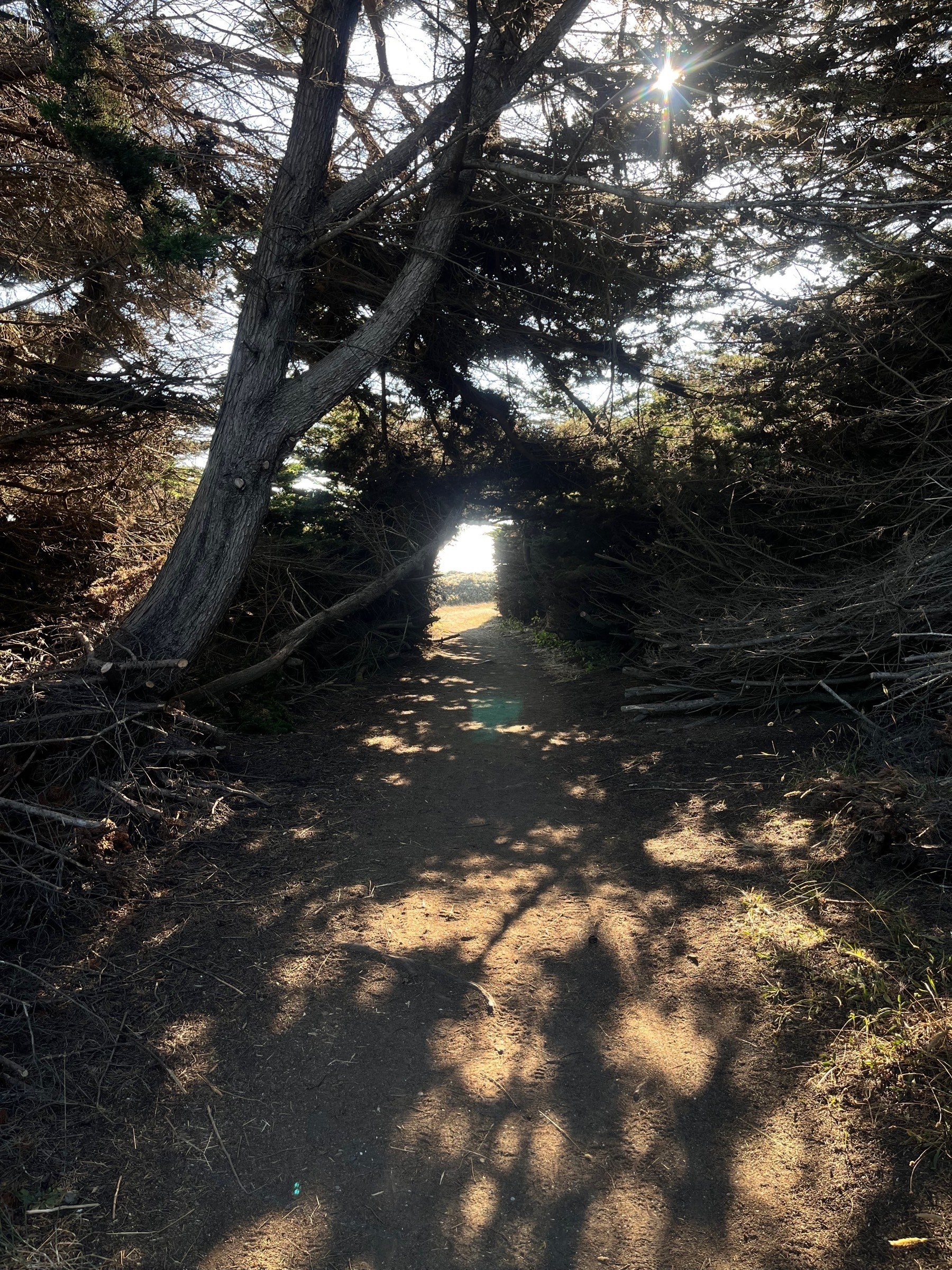 A path running through a tunnel of Cyprus trees on the Northern California coast