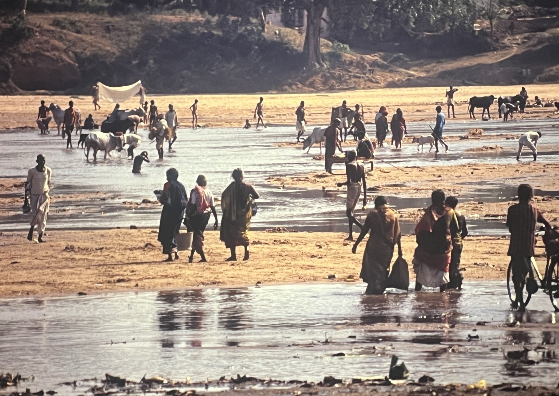 Groups of people, one with a people, and cows in India walking across a dry river bed with a few puddles
