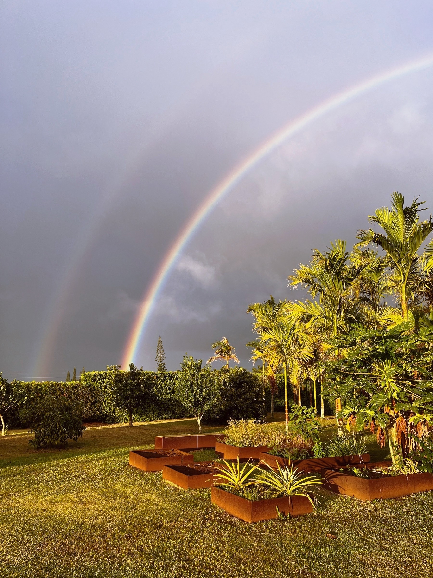 Two rainbows and grey sky above a garden of bettlenuts and vegetable planters
