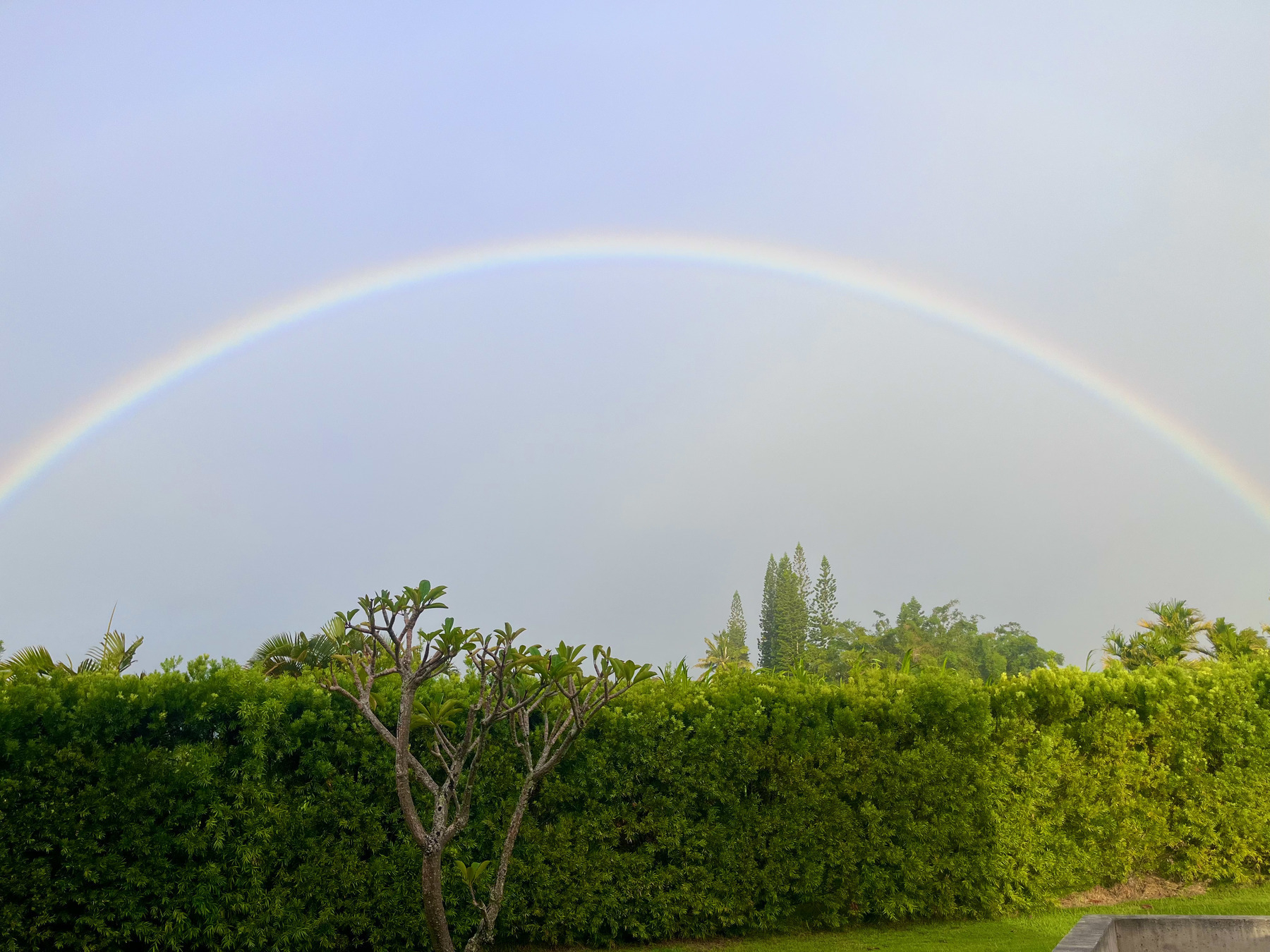 Auto-generated description: A rainbow arcs over a green hedge with a few small trees and distant foliage.