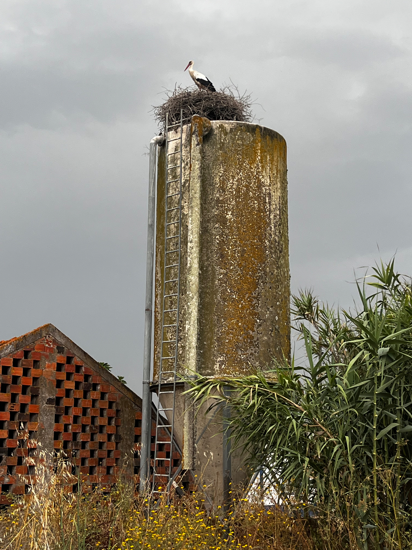 A tall, cylindrical concrete structure with a bird’s nest on top. A stork is standing in the nest. A metal ladder runs along the side of the structure. The background is overcast, with a smaller brick building and green vegetation nearby.