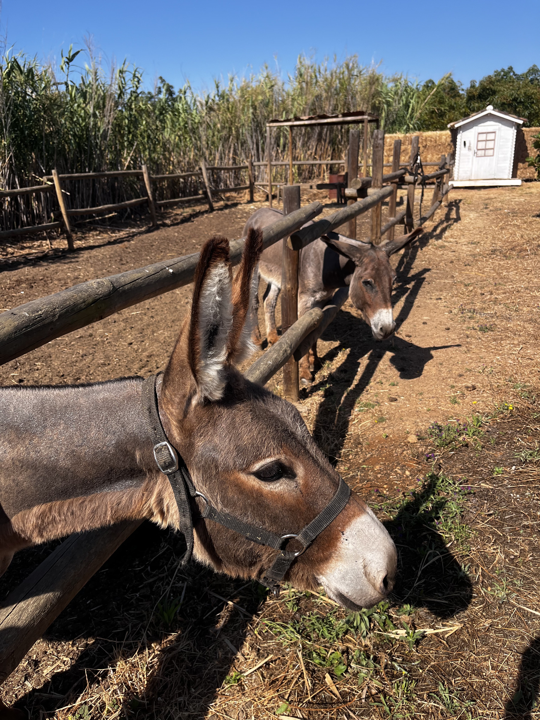 Two donkeys stick their heads through a corral that they are housed in