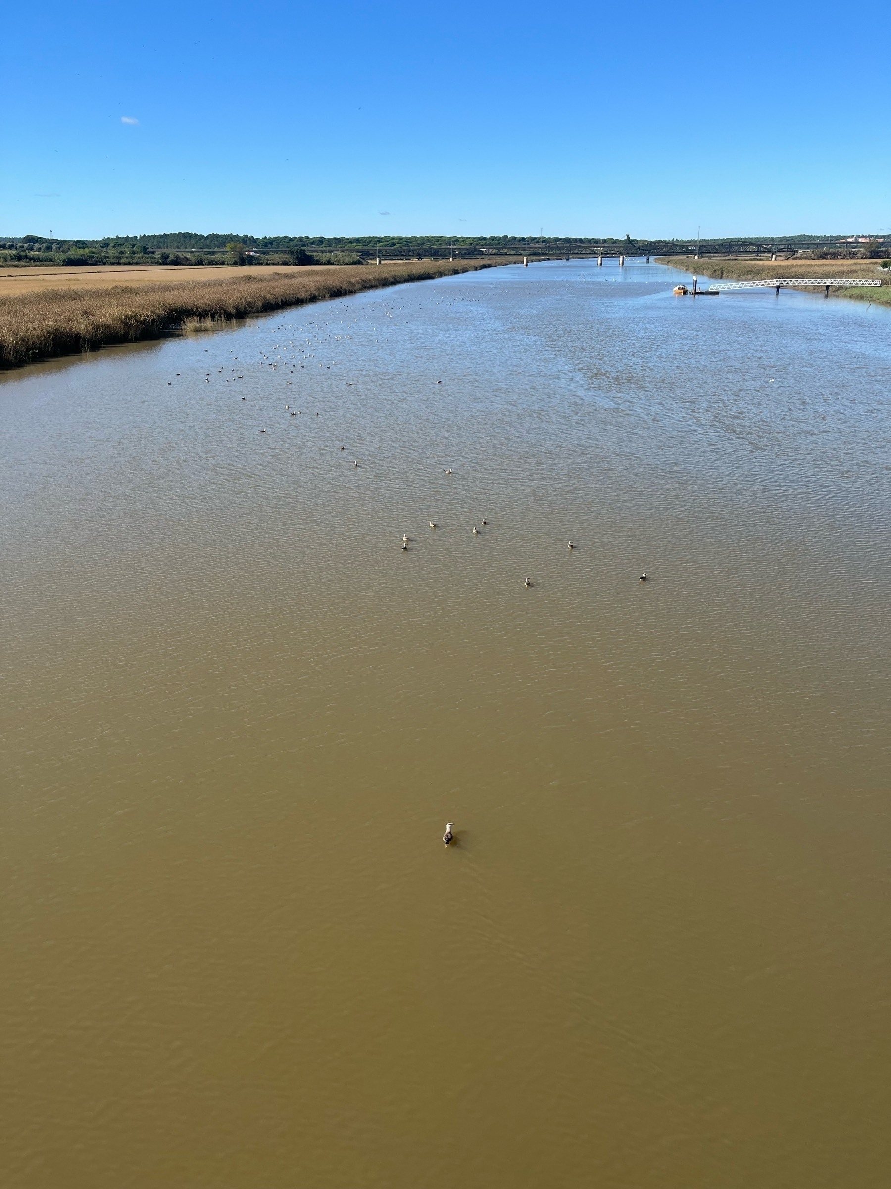 Young seagulls rest on a calm River Sado, with fields on both sides and some small buildings on the right side. The sky is blue, the sun is out.