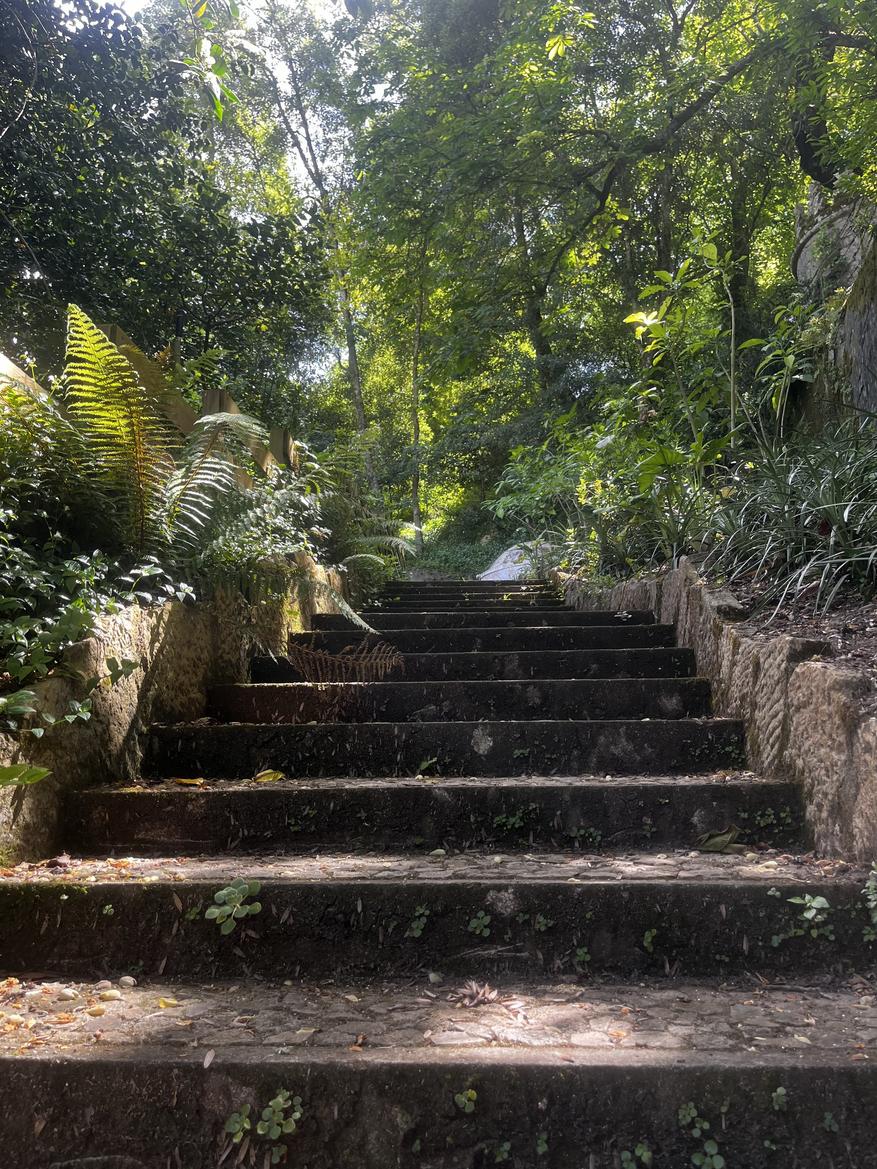 Steps coming down to the photographer, trees and shrubs all around, sunlight flickering through the trees