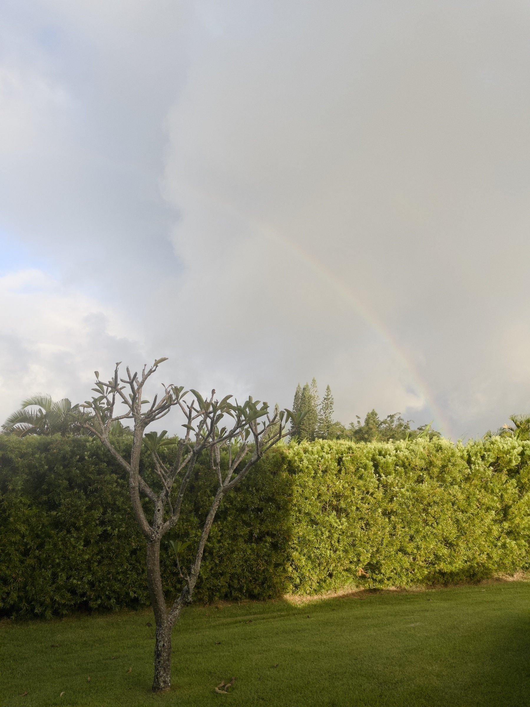 A half rainbow against a backdrop of clouds. In the foreground is a bush and Plumeria tree.