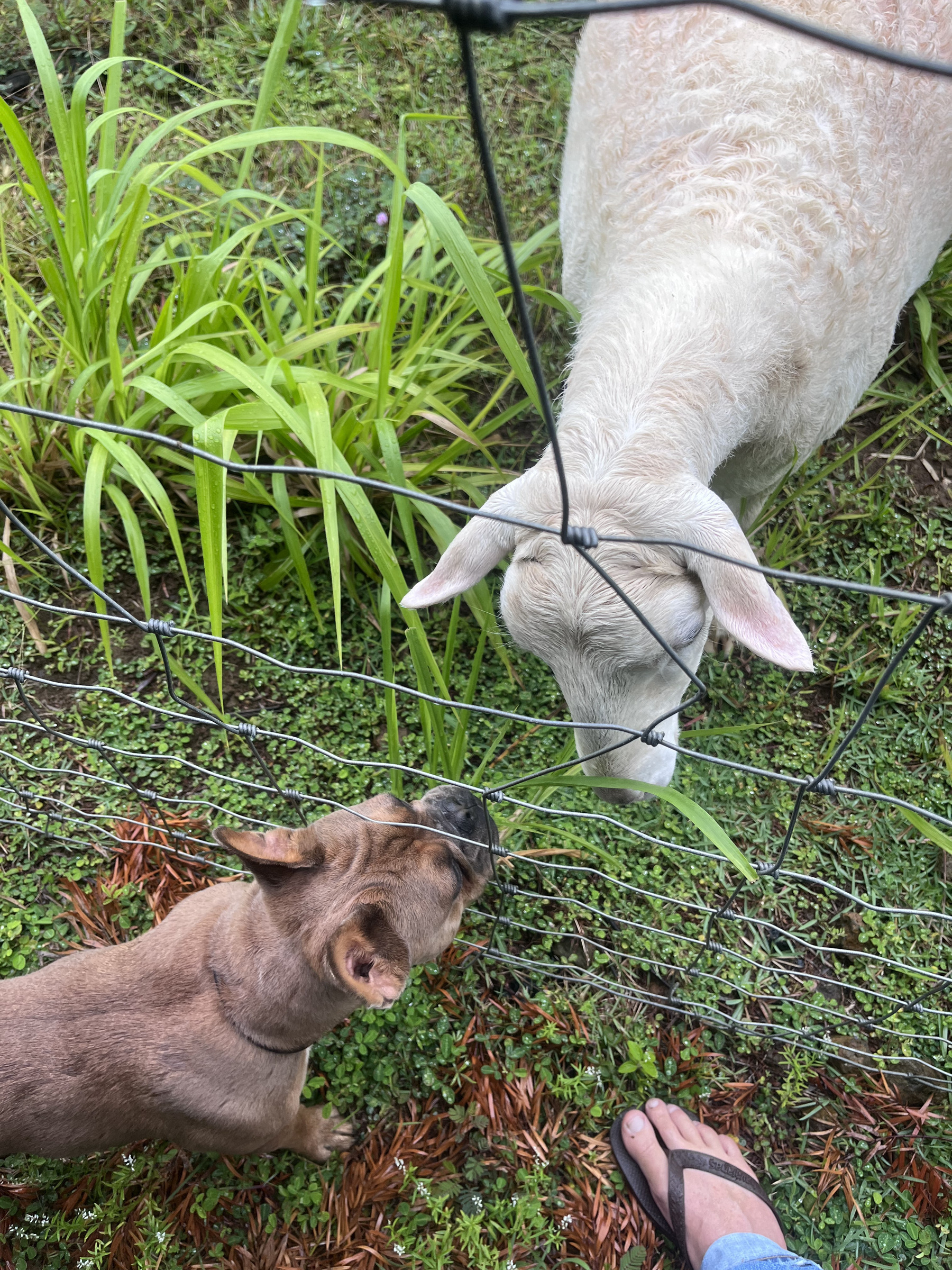 A small brown dog and a white goat are meeting through a wire fence while a person wearing flip-flops stands nearby.