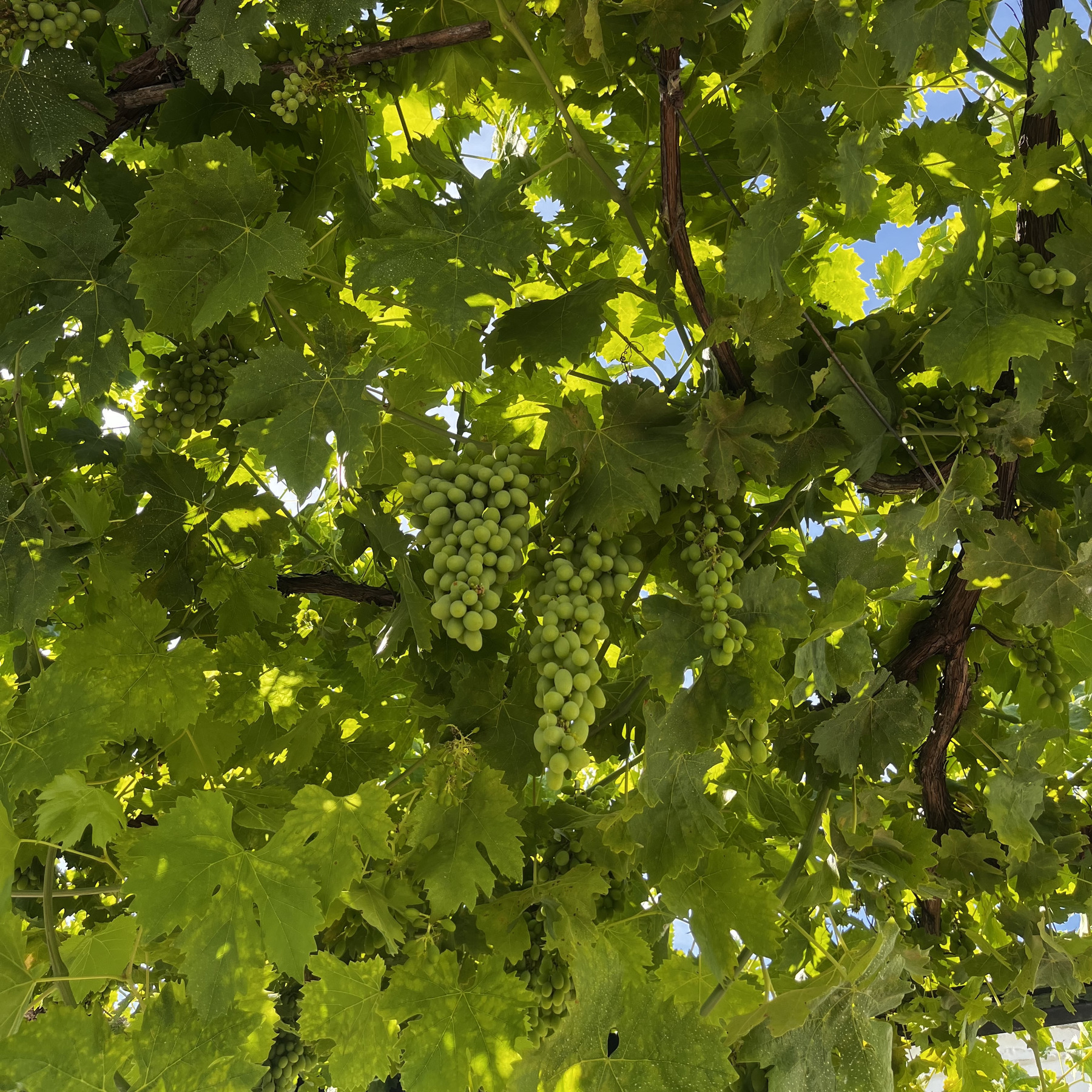 Fresh grapes growing on the vine, the vine acting as a shade above from the sun