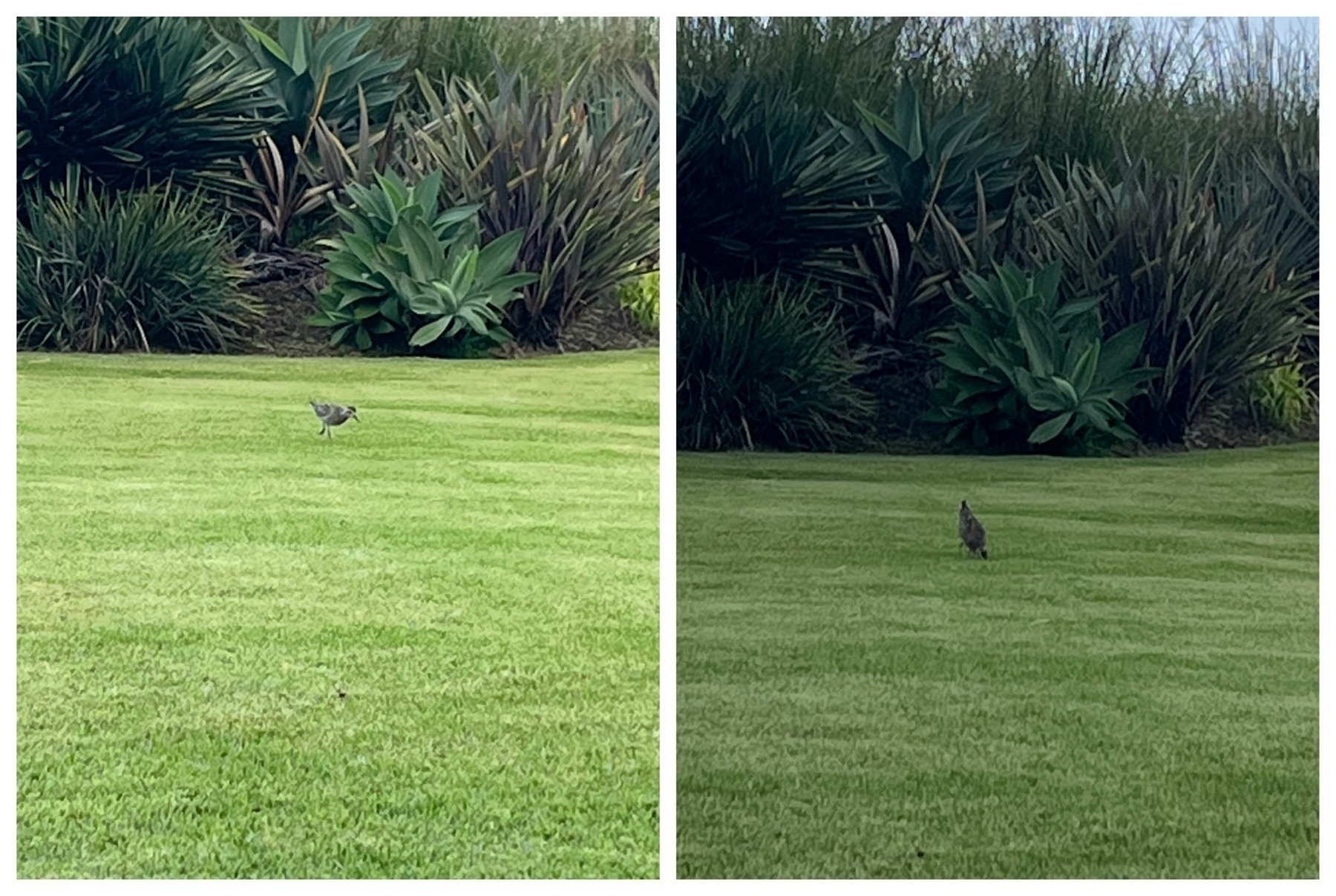 A collage of two photos of a Pacific Golden Plover feeding on a lawn with vegetation behind.