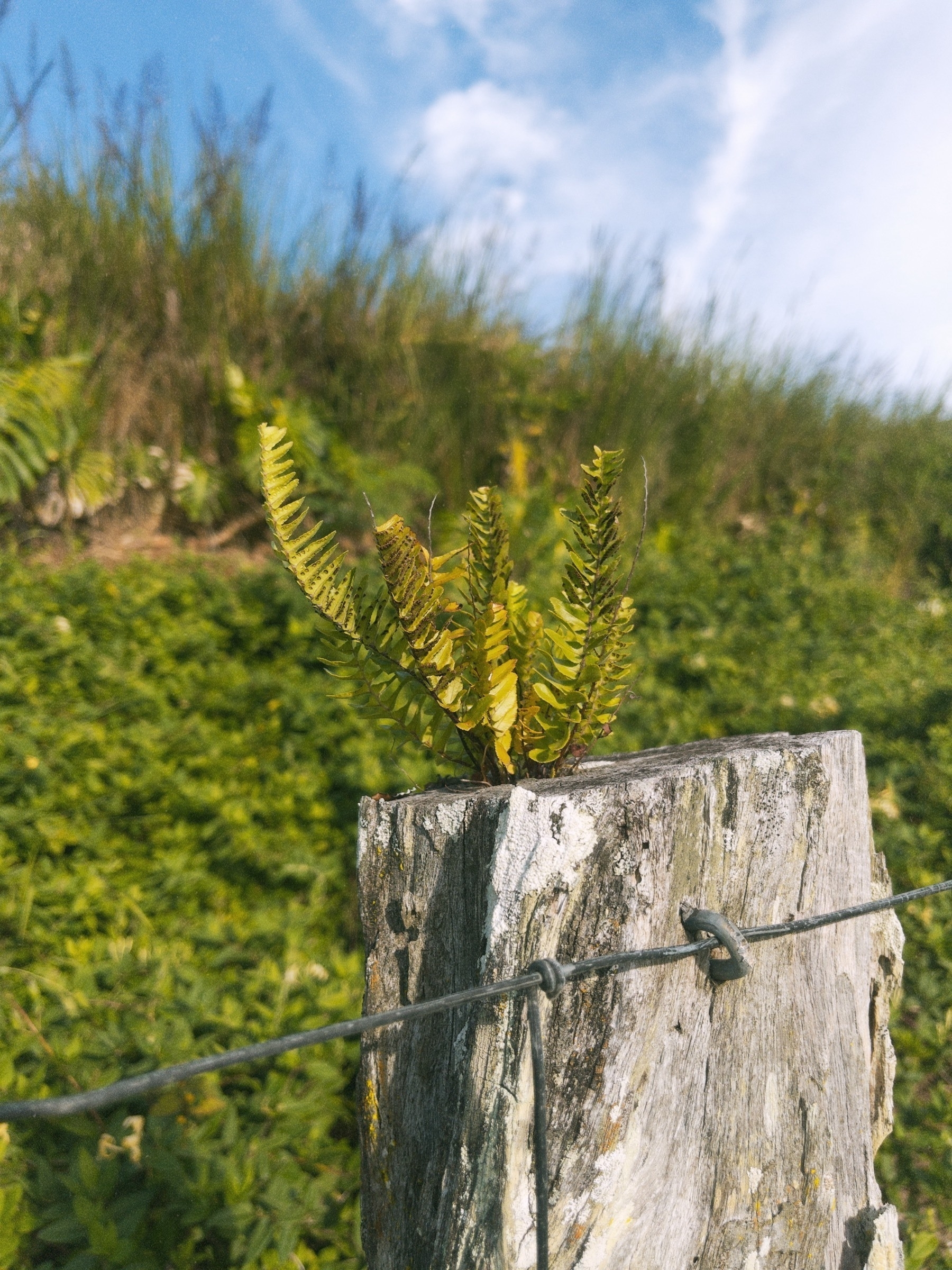 A small self seeded fern growing out of a fence post with a small hill of green plants behind.