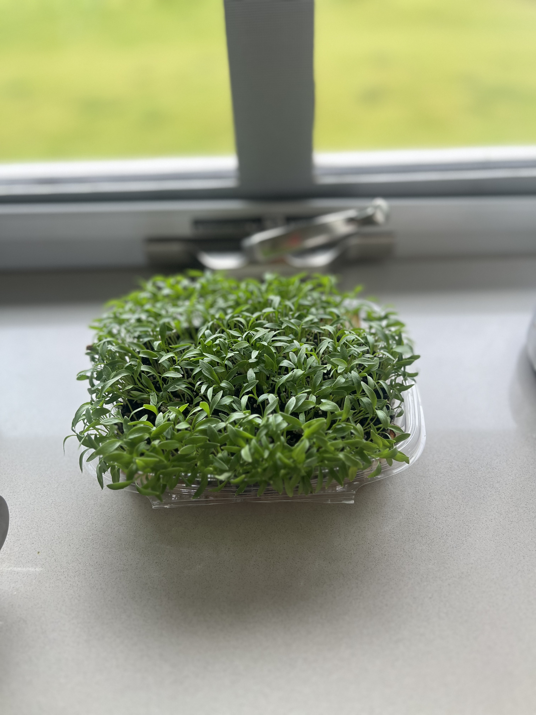 Auto generated description: A container filled with lush green plants is placed on a windowsill with a blurred background of greenery outside.