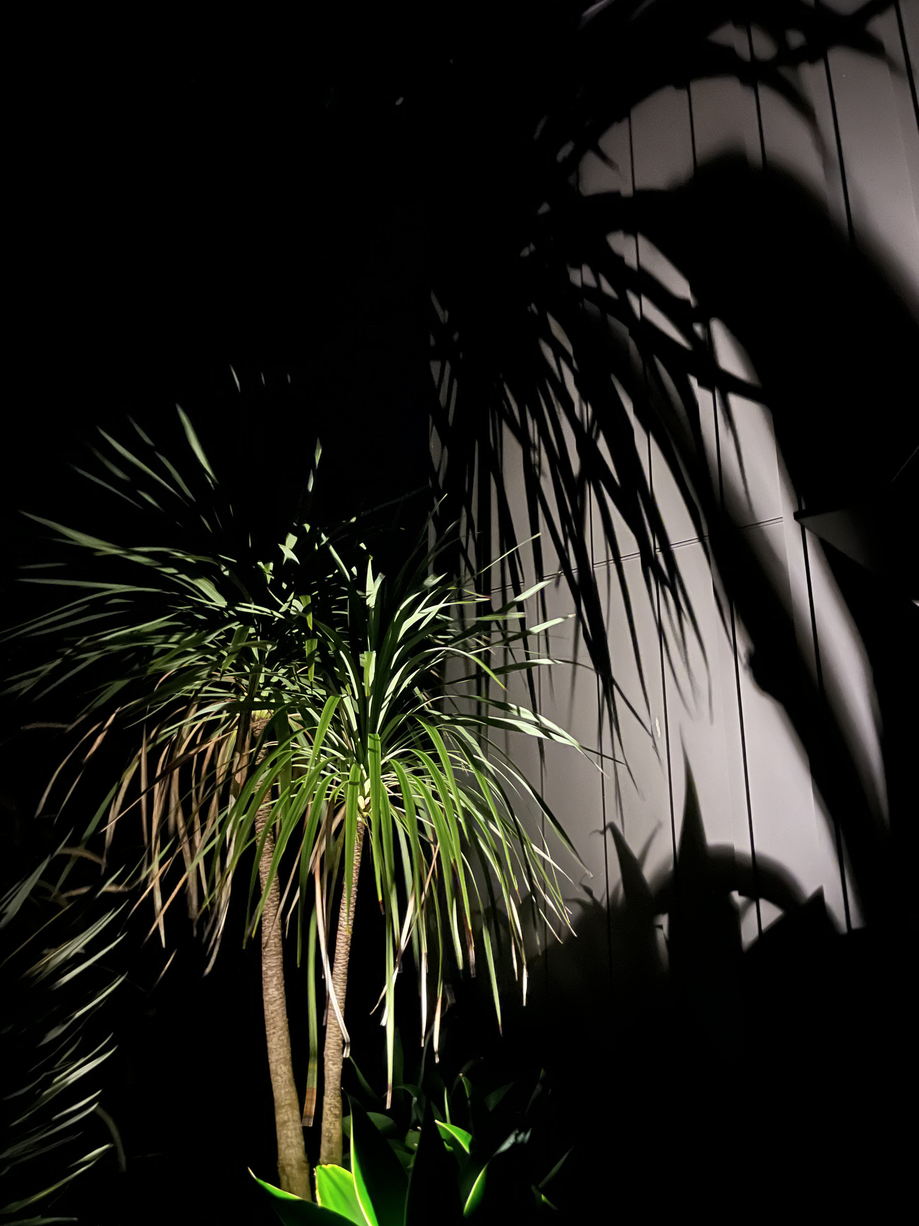 A tall, leafy plant casts long, dramatic shadows on a wooden wall in a dimly lit setting.