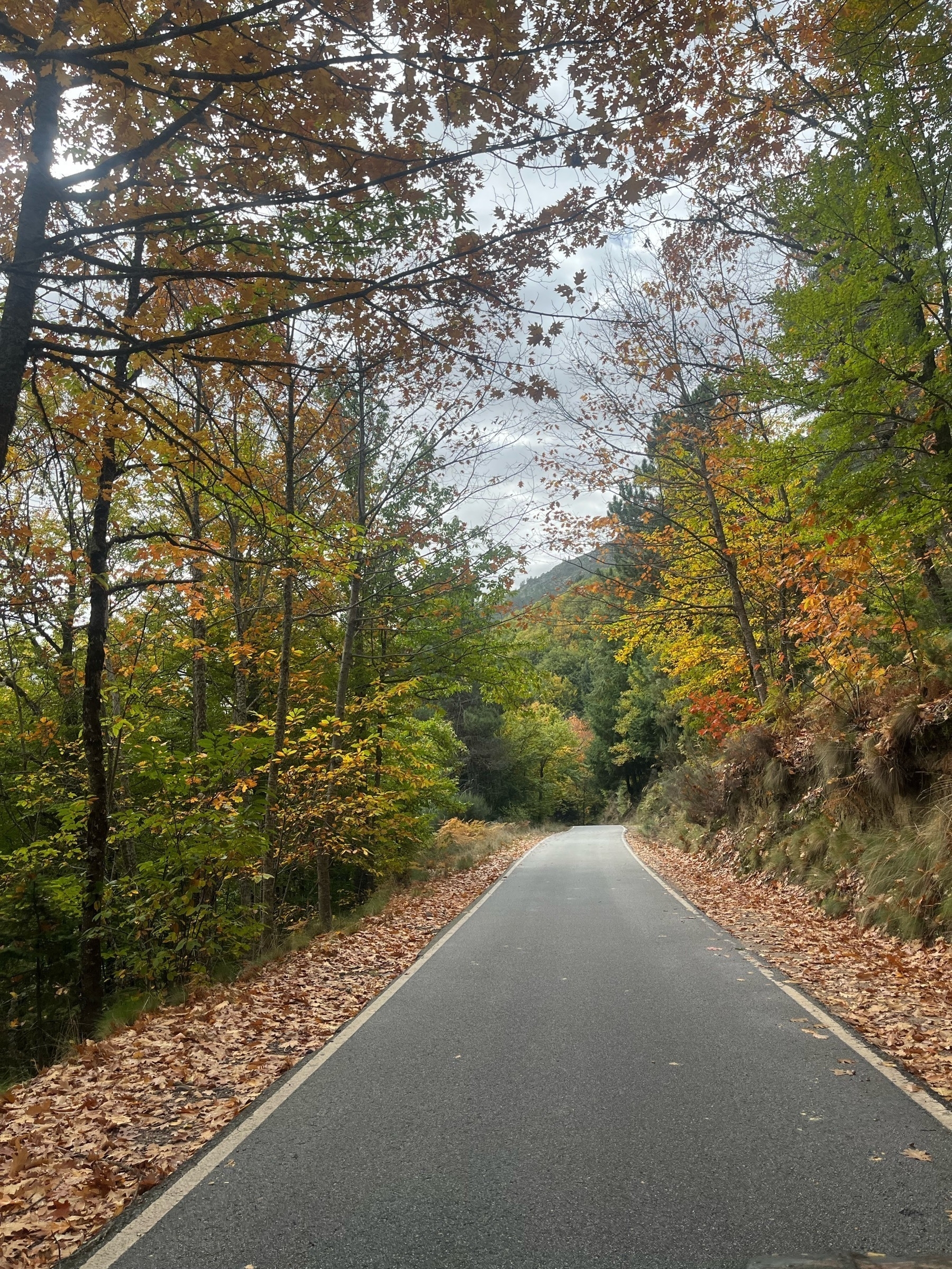 A small road with trees on either side, changing autumnal colours and many already on the ground.