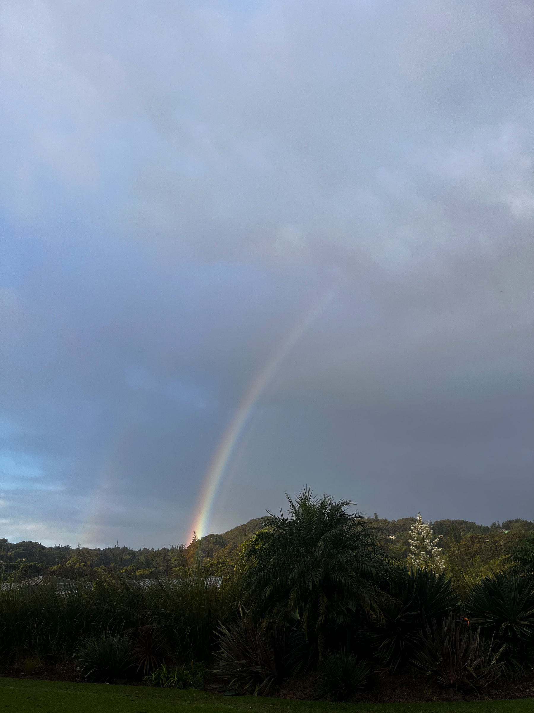 A double rainbow, one clearer than the other appear out of the vegetation of a green hillside, disappearing into a overcast sky.