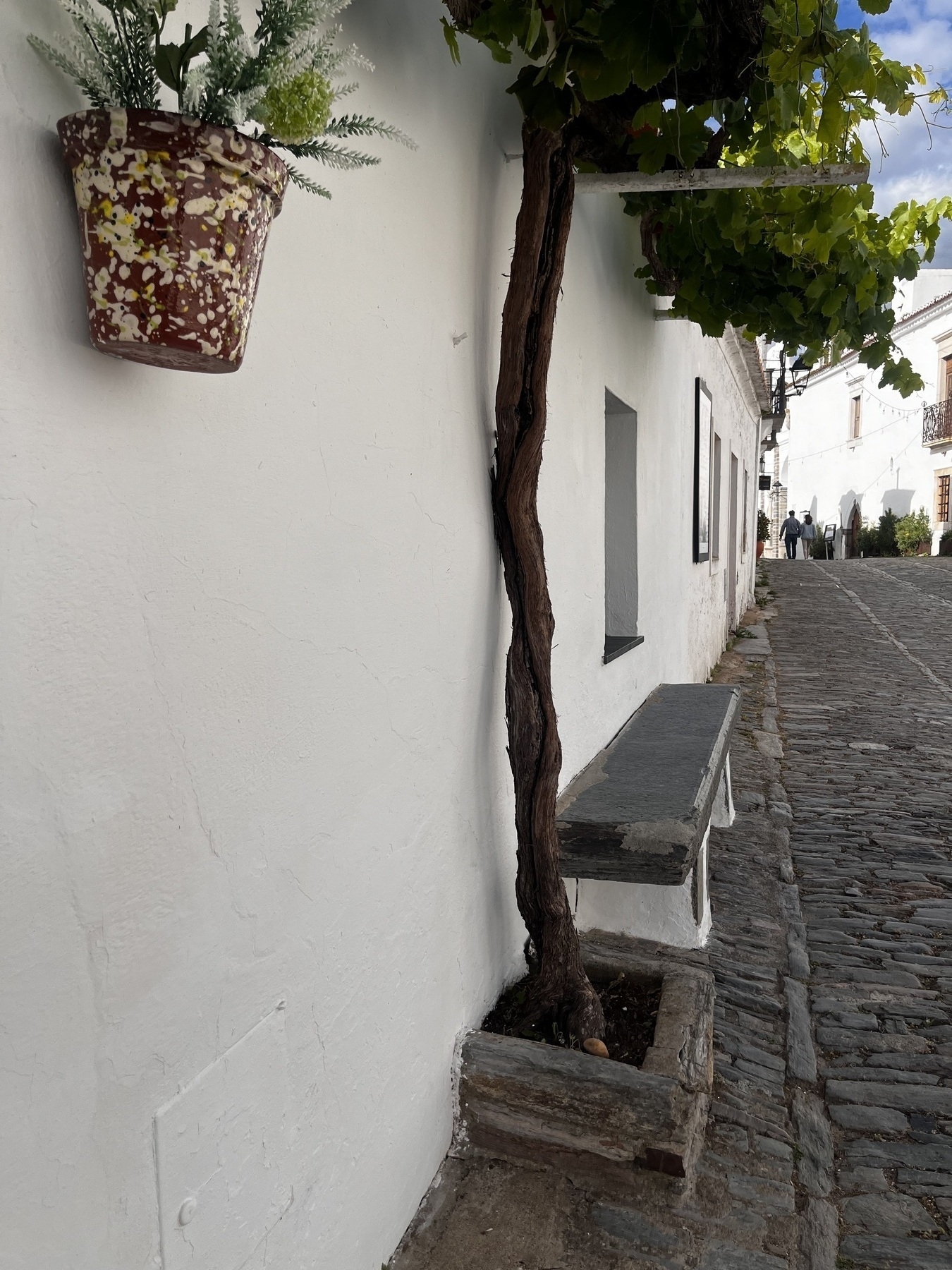 The wall of a house painted white with a small, mature grape vine growing against it, a cobbled road disappears into the distance