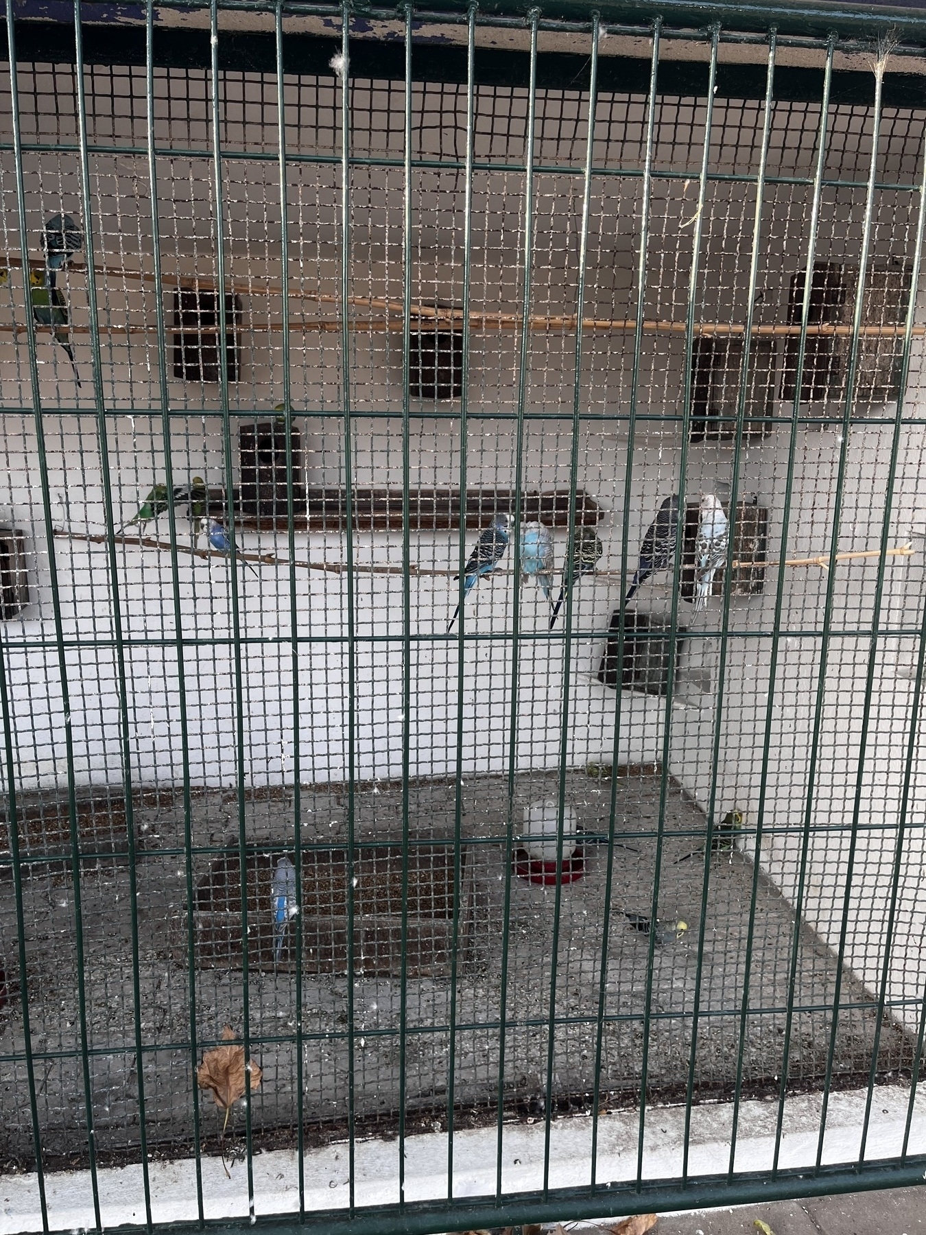 A concrete hut with a caged front full of Budgerigars