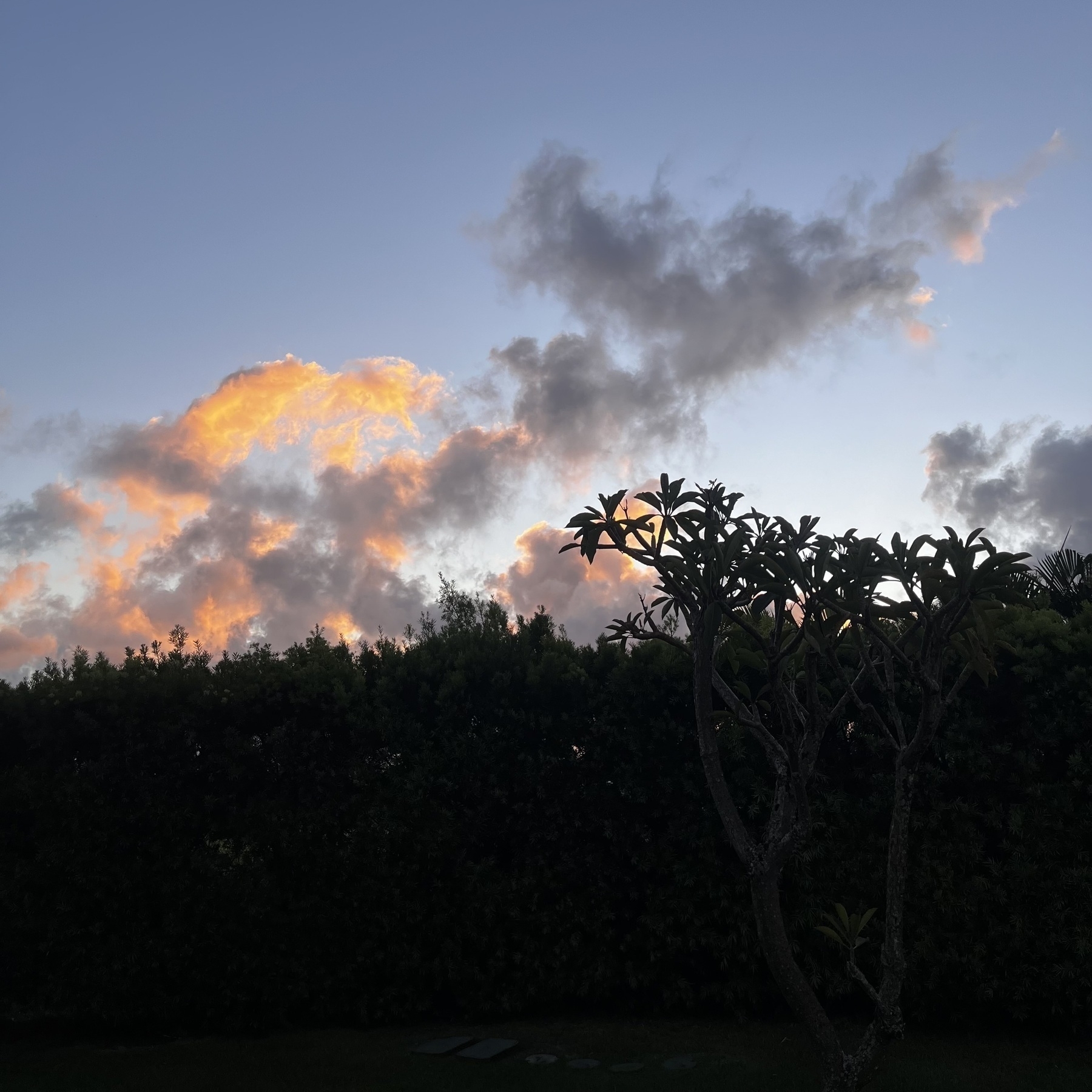 Blue sky and clouds capturing the orange light of a rising sun, above the silhouette of a long bush and tree