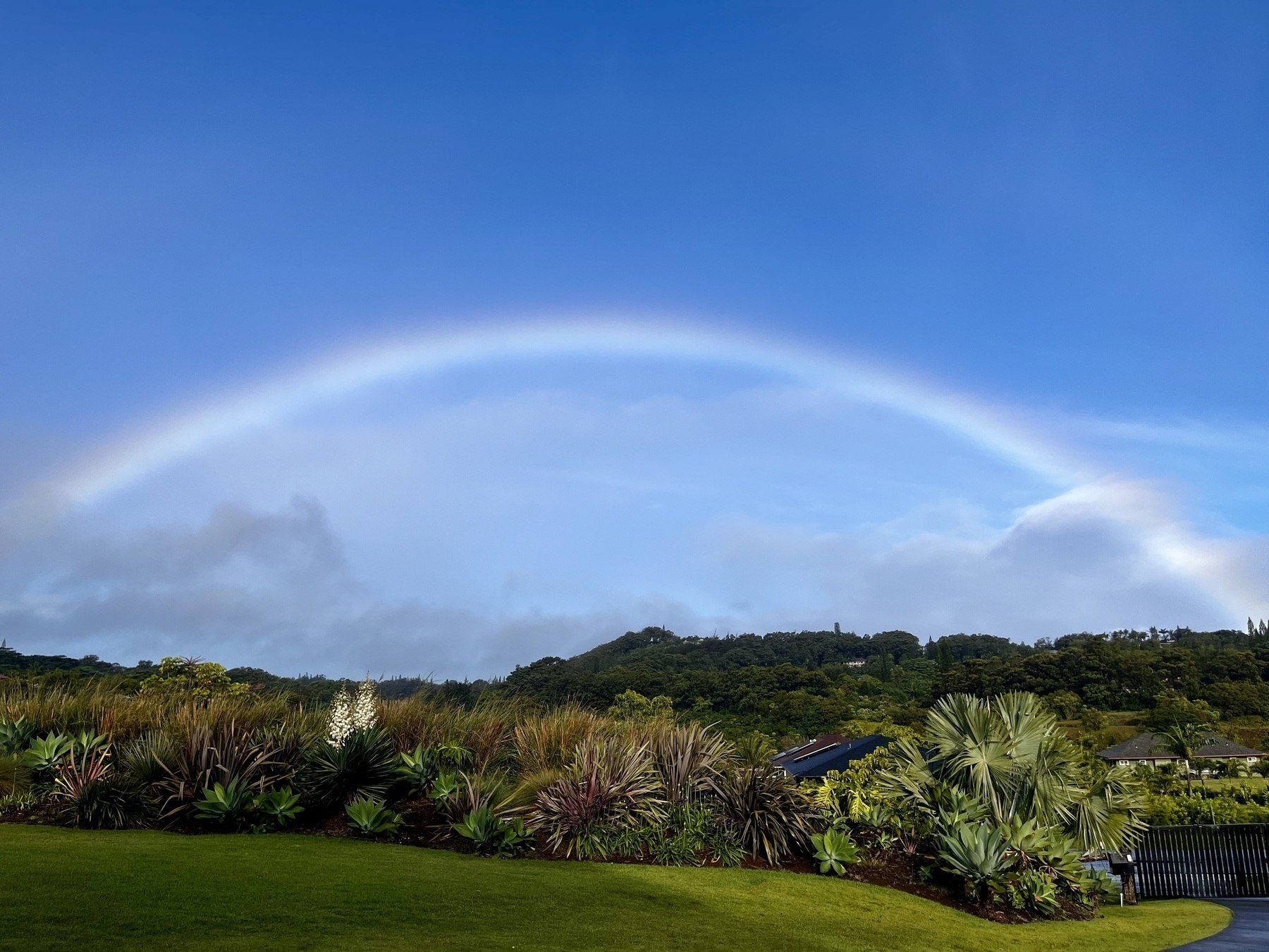 A rainbow against a blue sky and above green hill, in the foreground is a bed of various shrubs and a lawn