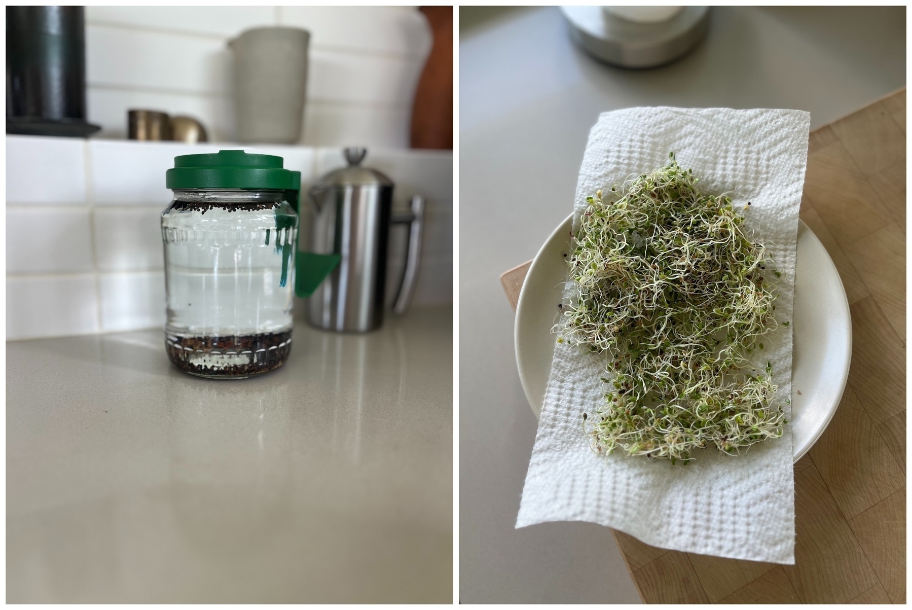 A kitchen counter displays a sprouting jar with a green lid and a plate of sprouted seeds on a paper towel.