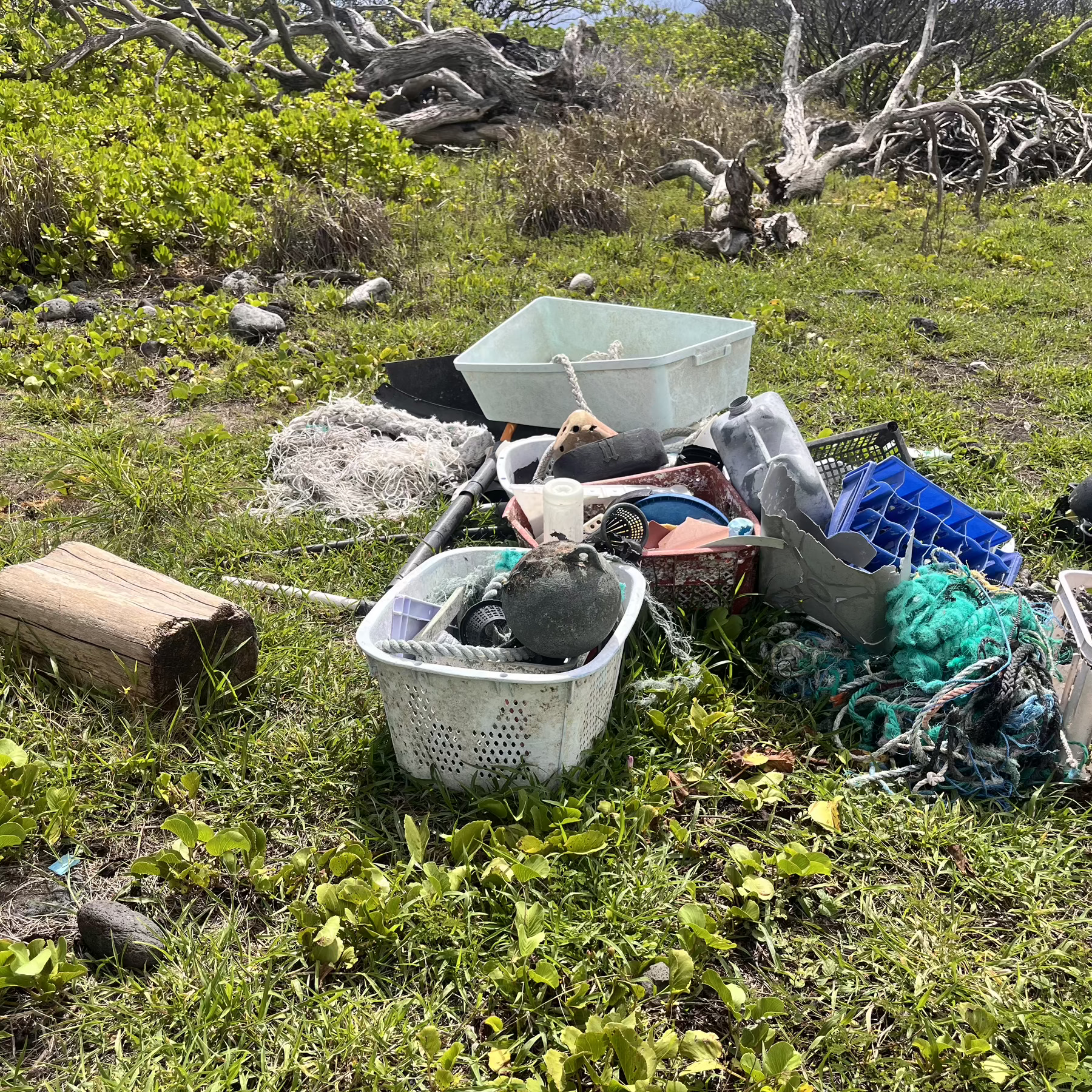 A mixed pile of stuff that has been picked up from the shoreline and awaiting removal, sitting amongst green vegetation. 