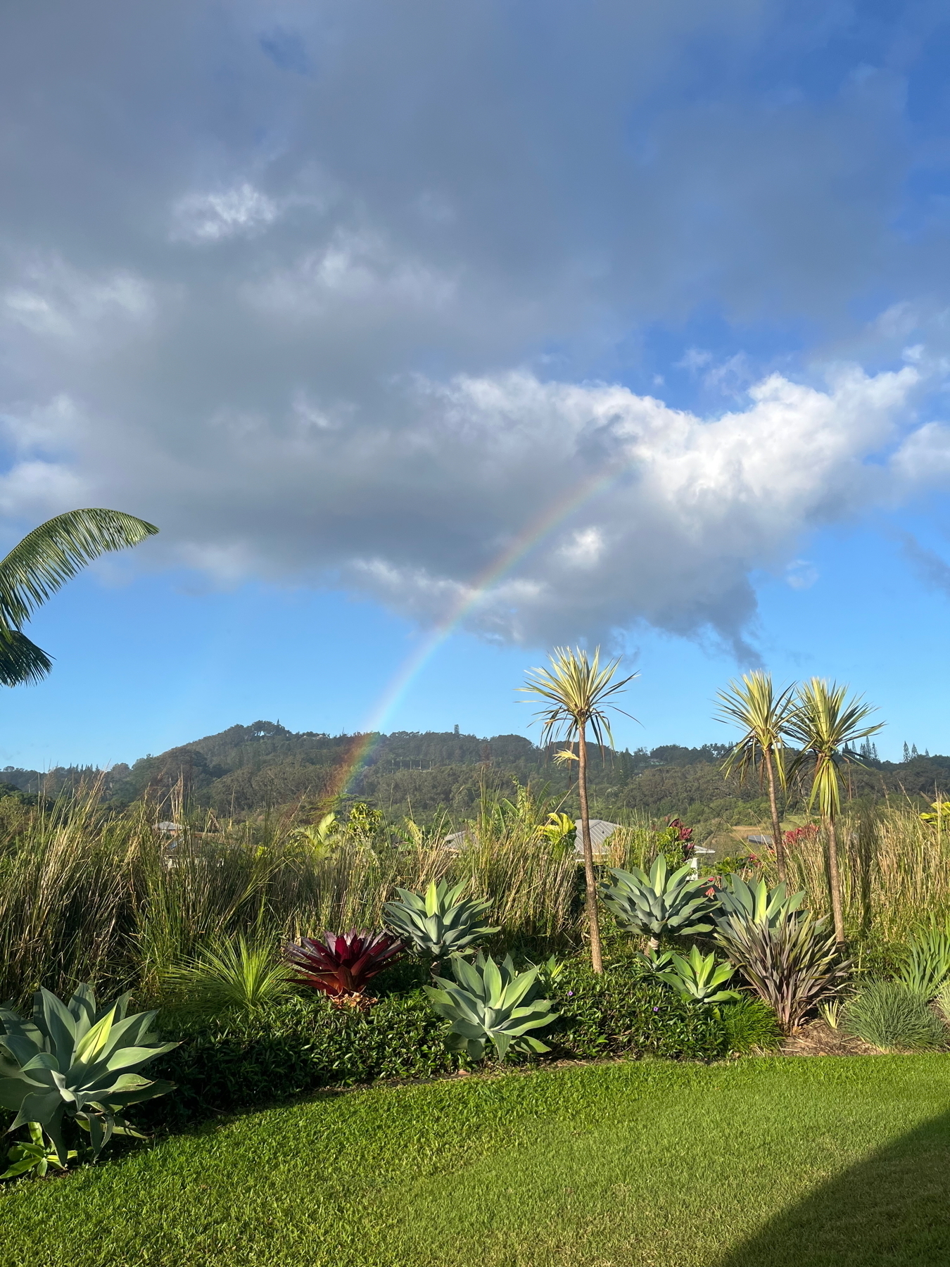 A lush garden with various plants and succulents is in the foreground. Palm trees are scattered among the greenery. A rainbow arcs across a partly cloudy sky over a distant hill. The scene is sunlit and vibrant, suggesting a tropical or subtropical