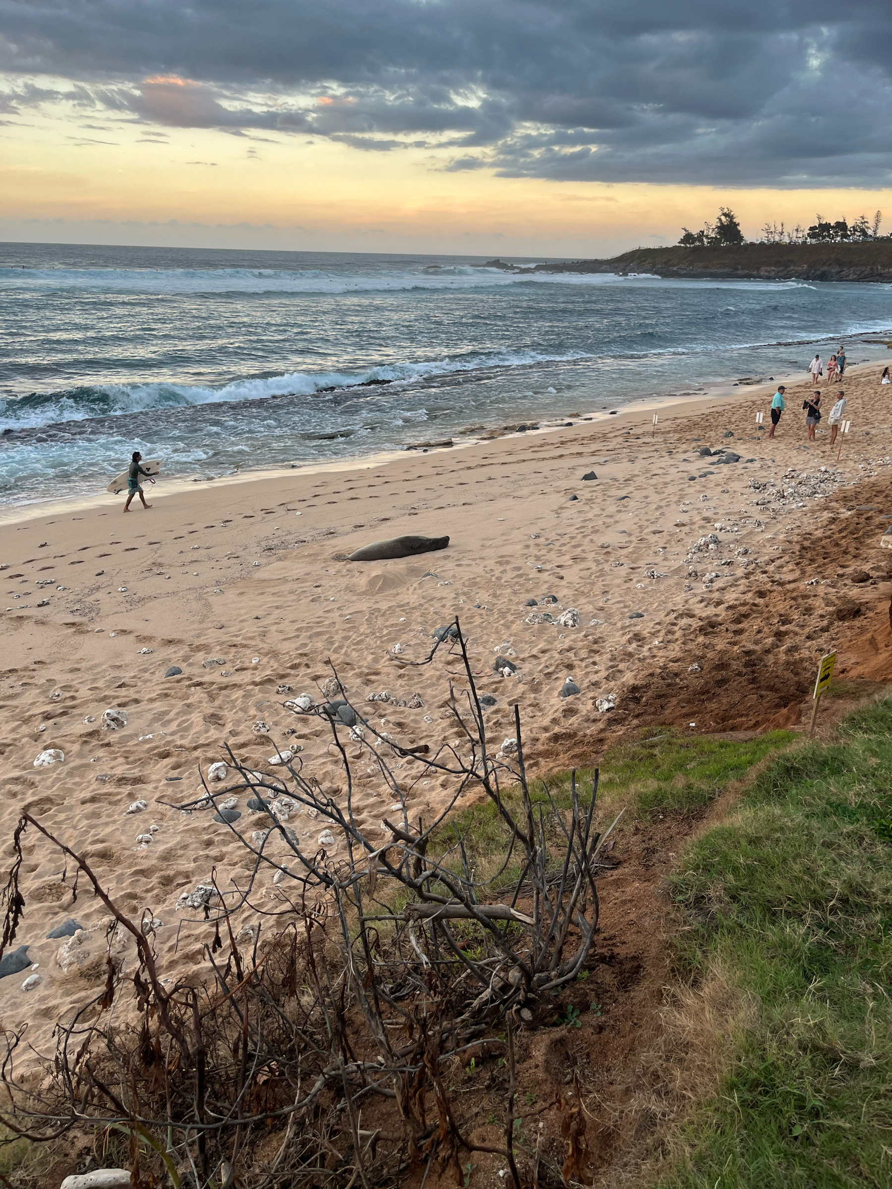 A rocky coastline at sunset, a monk seal sleeping in the middle of the beach, people looking on and a surfer walking by.