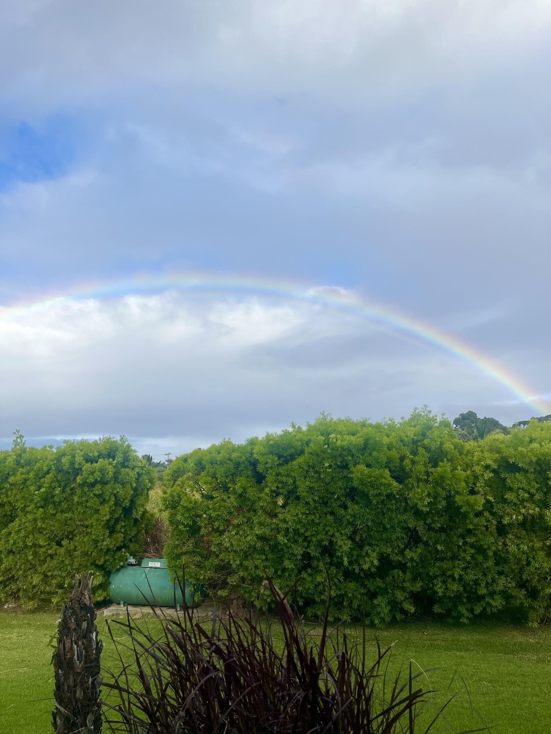 A vibrant rainbow arches over a lush green landscape with dense foliage and a grassy field.