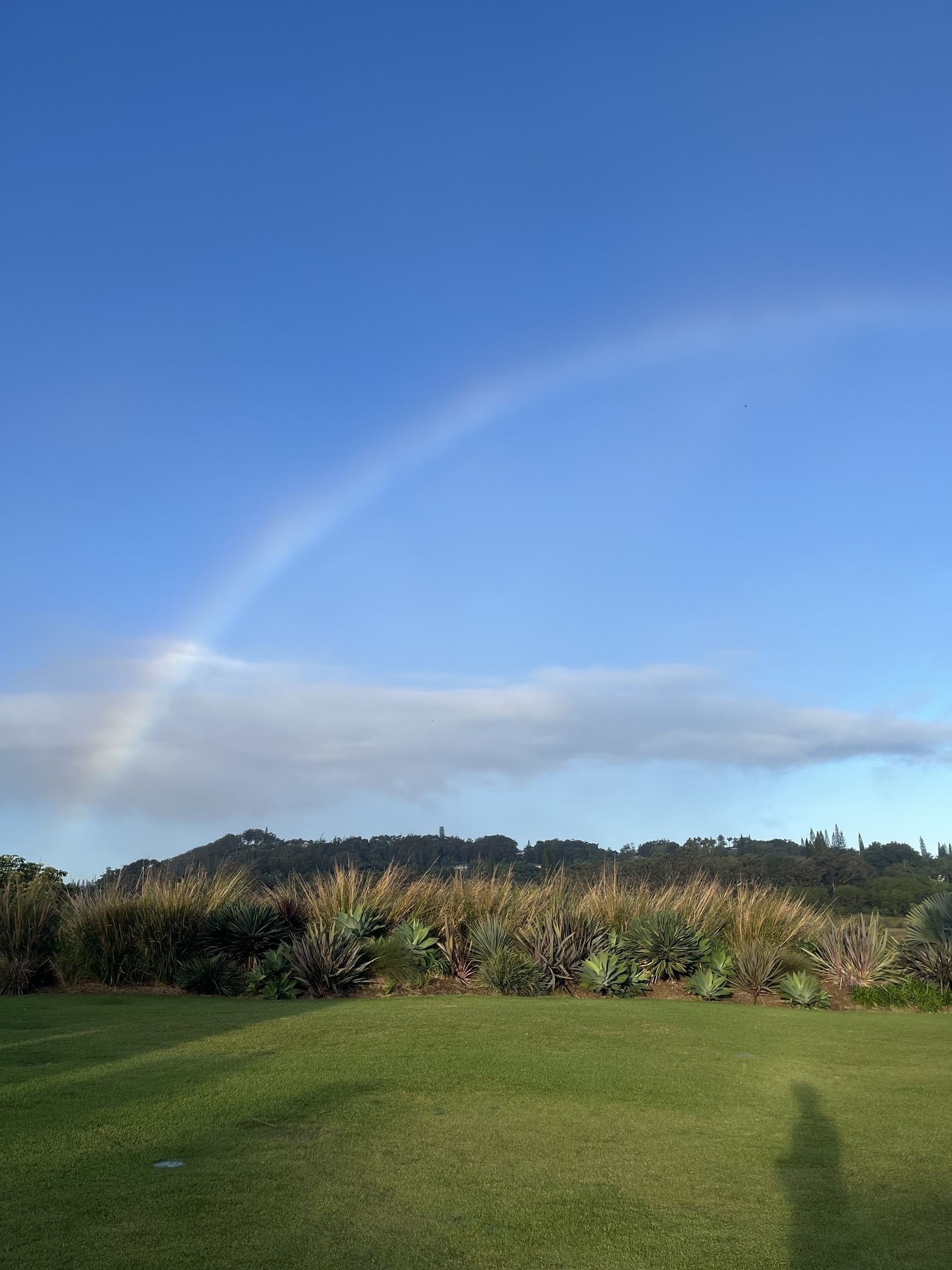 A rainbow arcs over a lush green landscape with grass and shrubs under a clear blue sky.