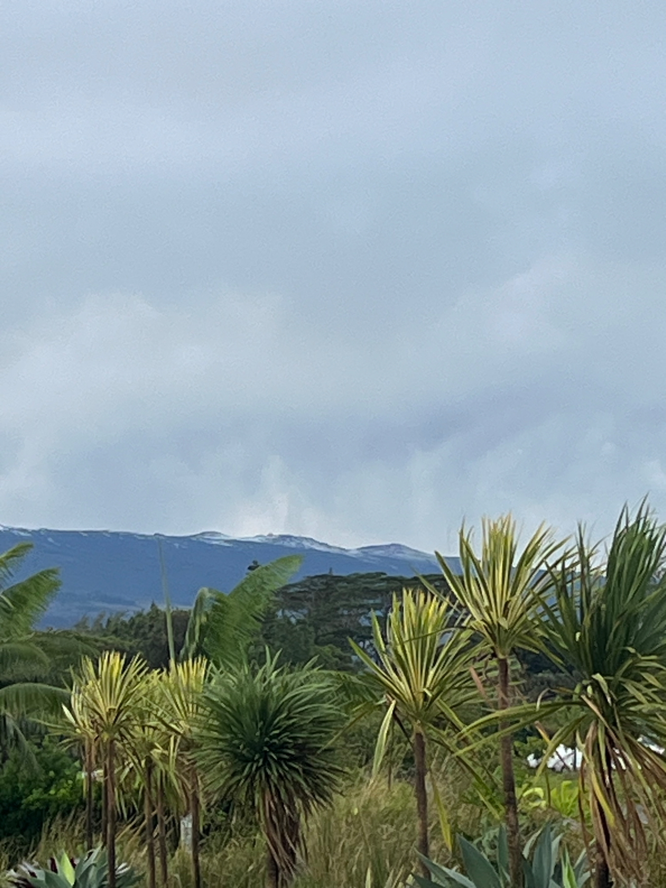 Palm trees in the foreground with a mountain top with smatterings of snow on it and cloudy skies in the background.