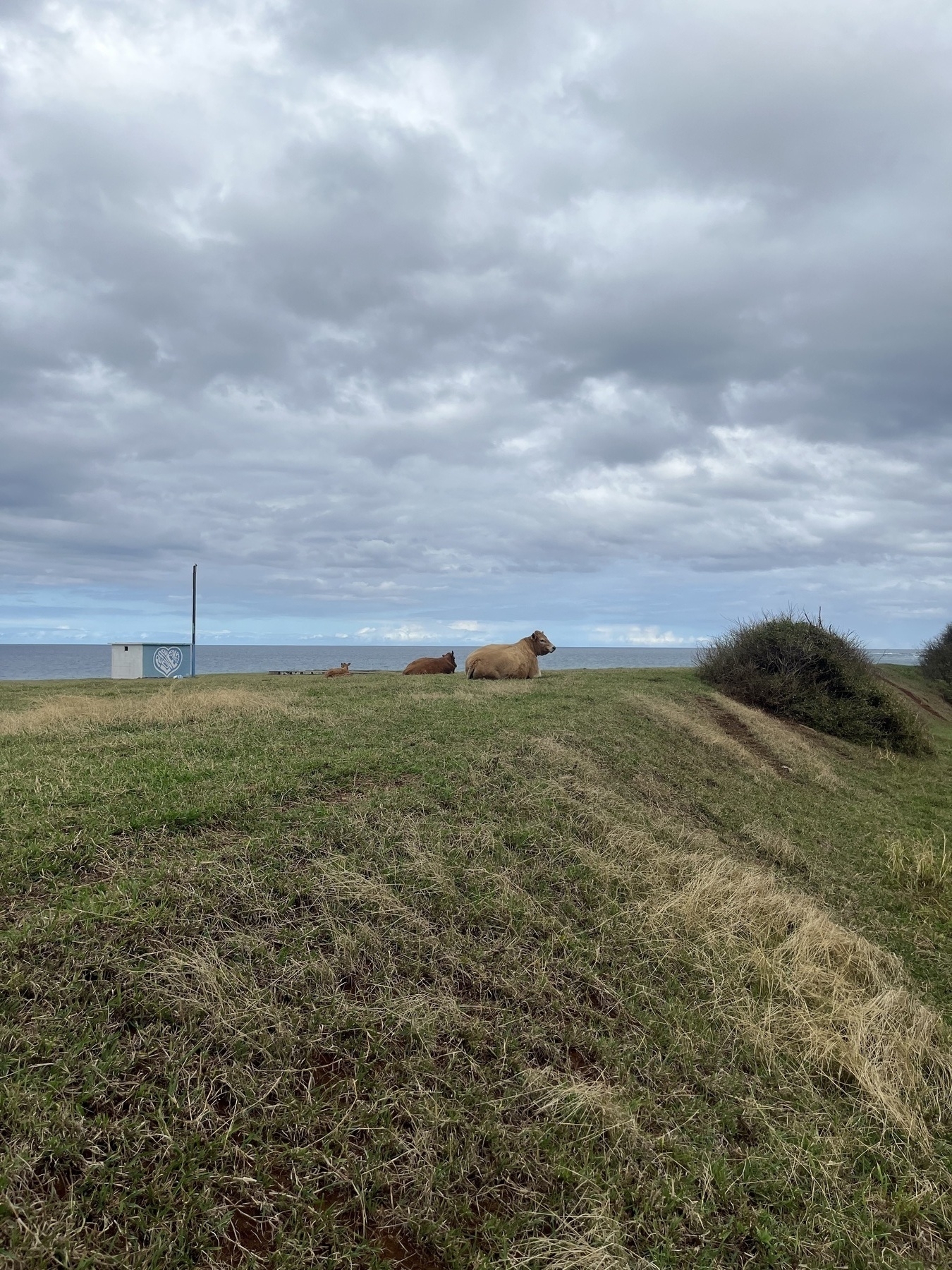 Cows are sitting in a grassy field overlooking the ocean under a cloudy sky. A small brick building painted blue and white is visible at the edge of the field next to a wooden pole.