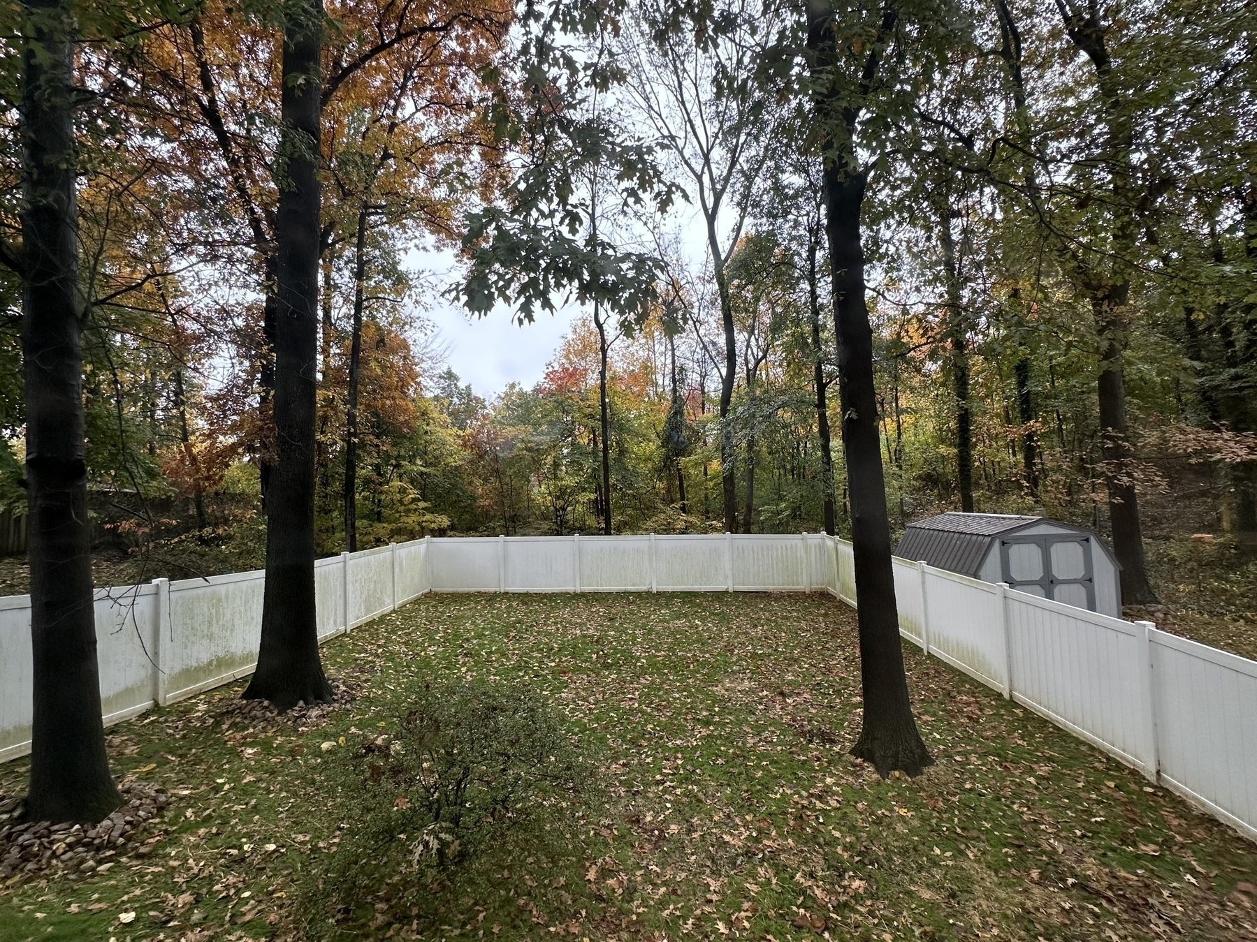 Green backyard with white privacy fence. Trees in the background turning autumn colors